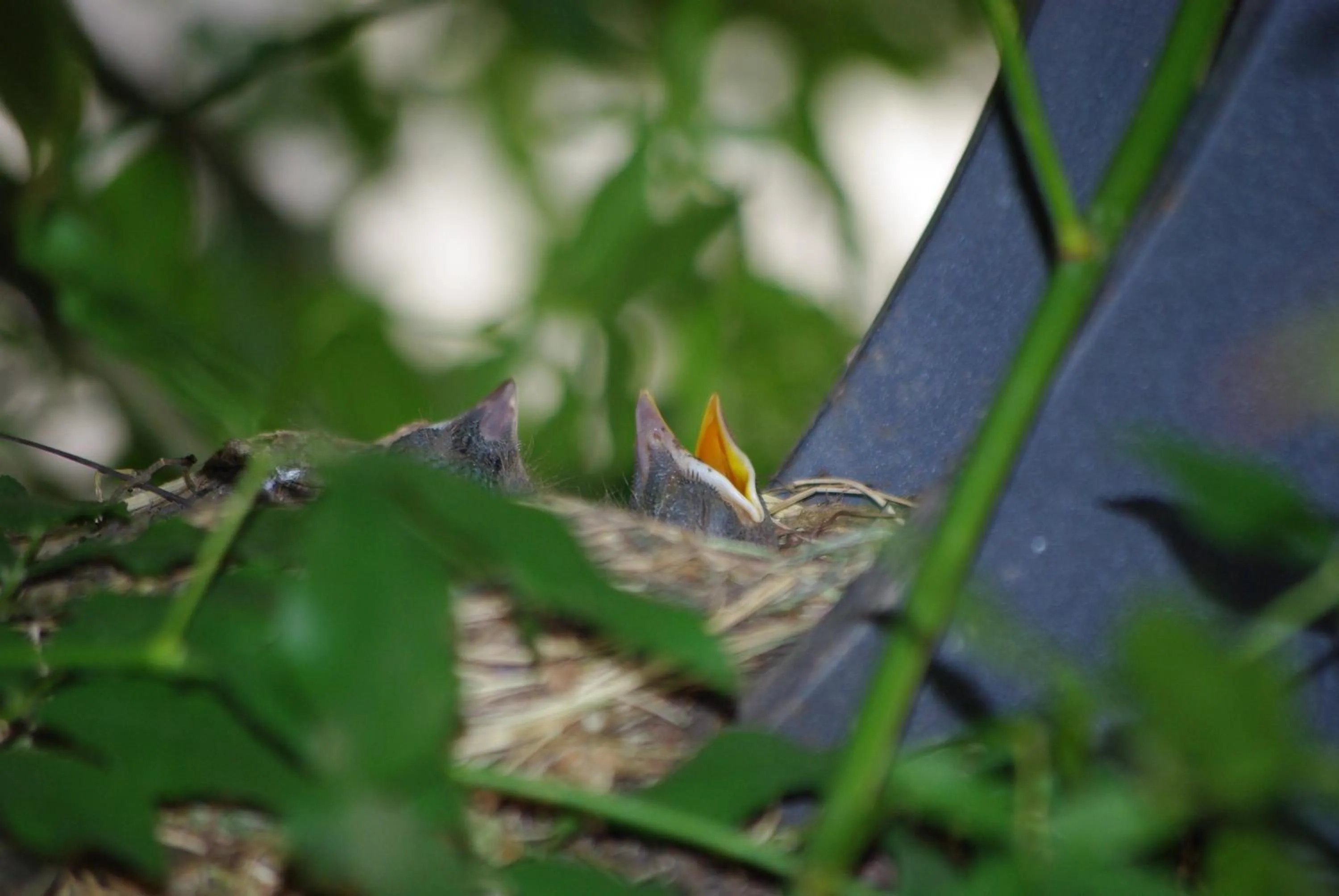 Other in Il Girasole High Quality Inn