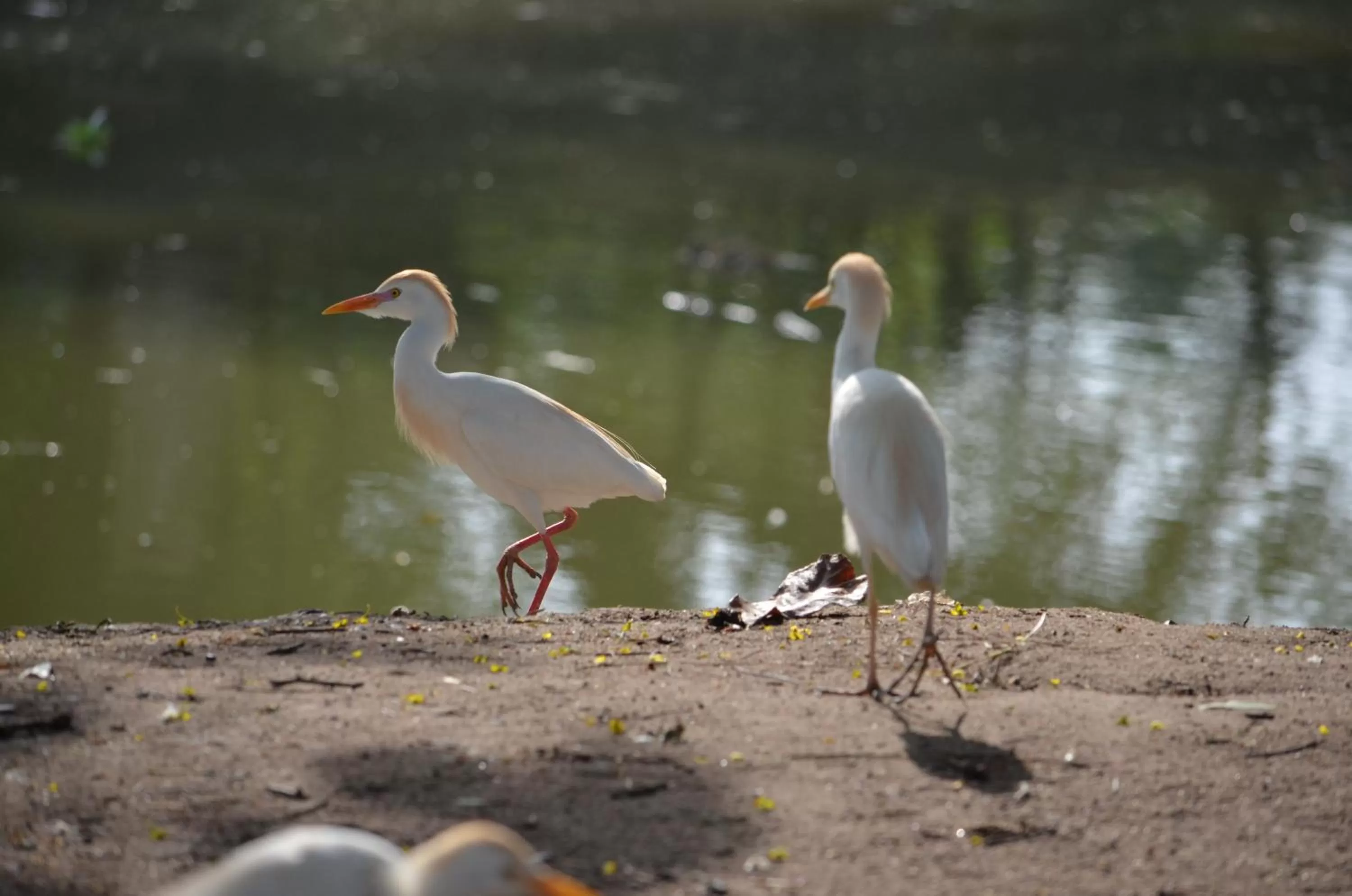 Animals, Other Animals in Hans Cottage Botel