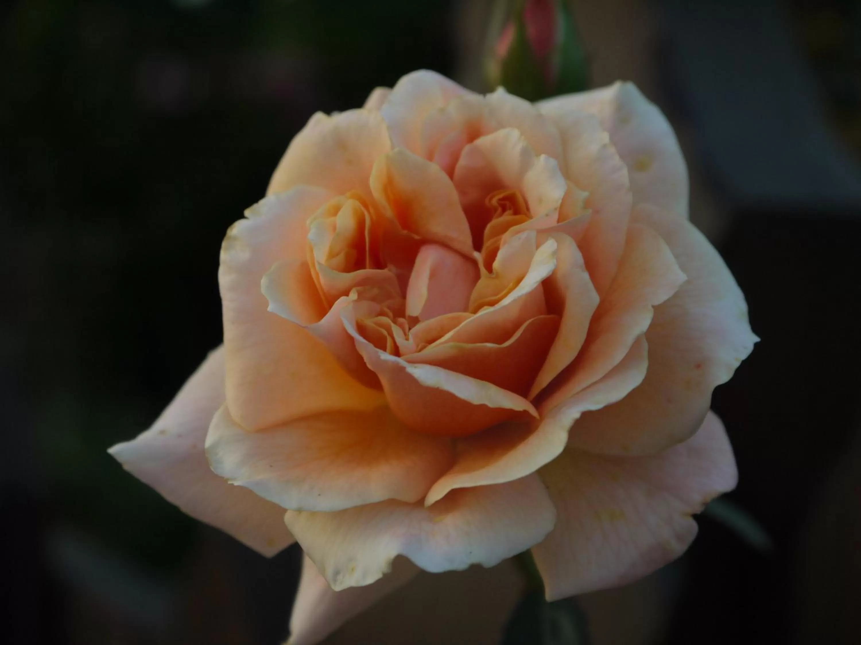 Other in Hotel Engel