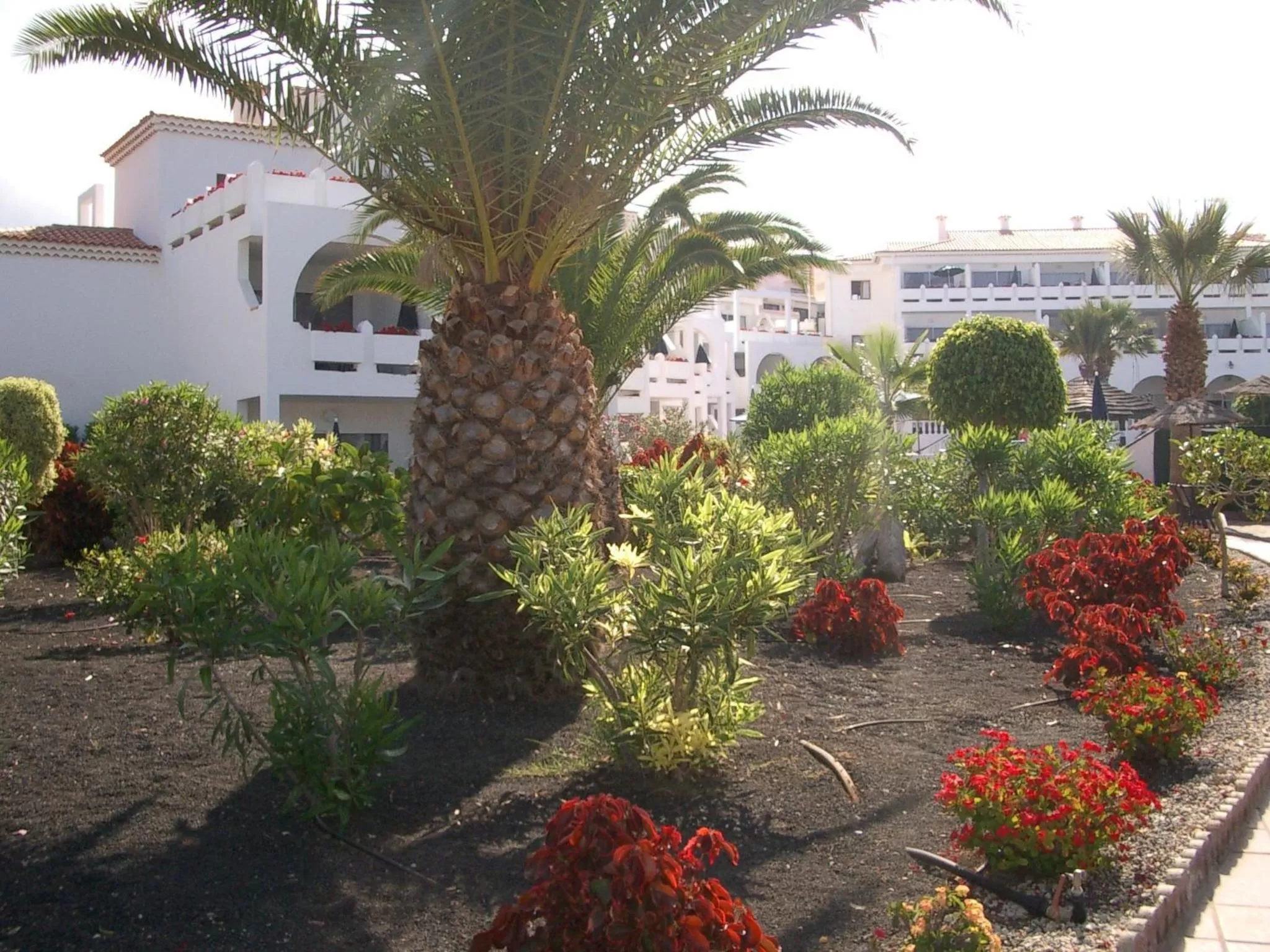 Garden in Regency Torviscas Apartments and Suites
