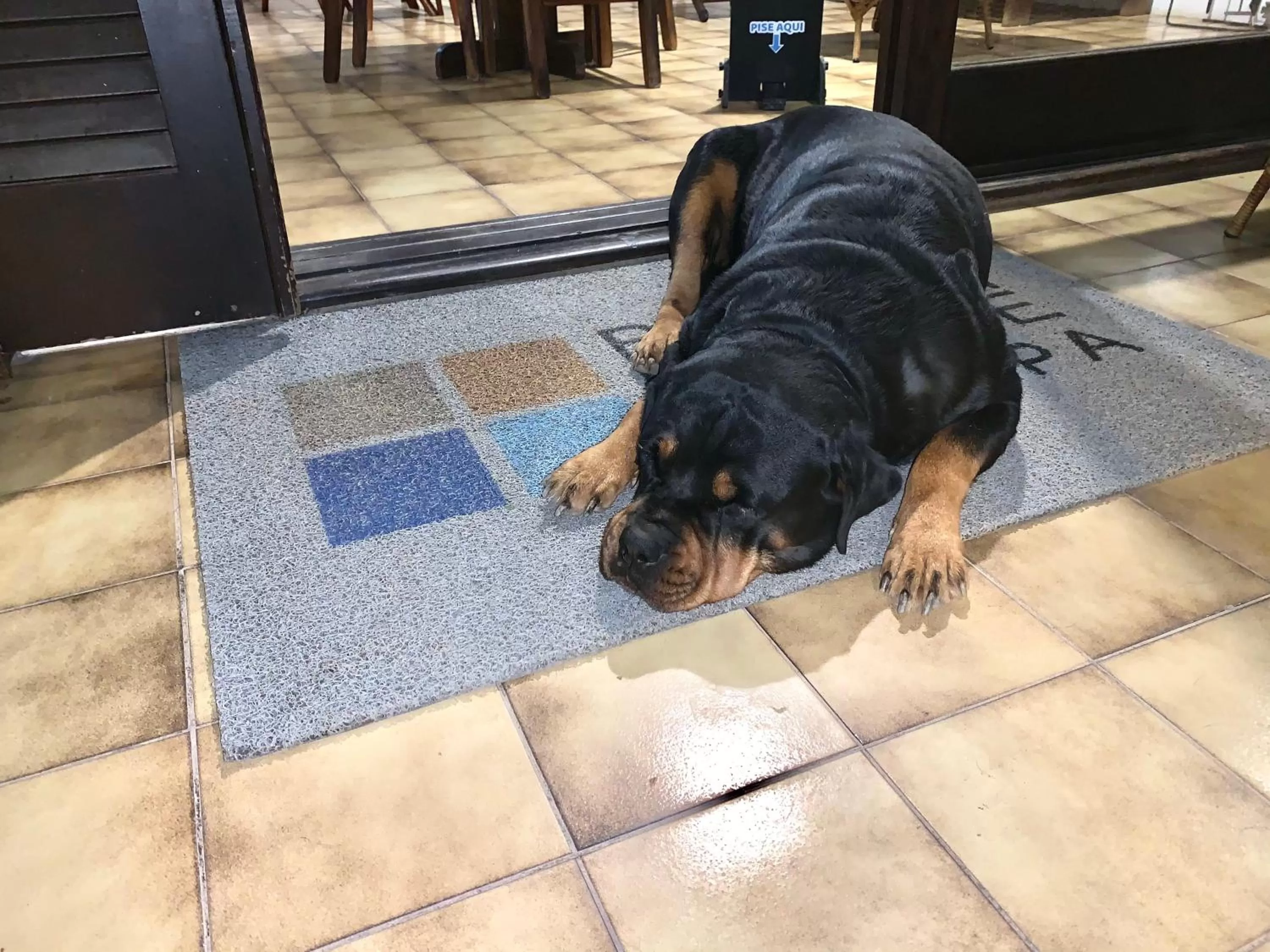 Pets in Beach House Floripa