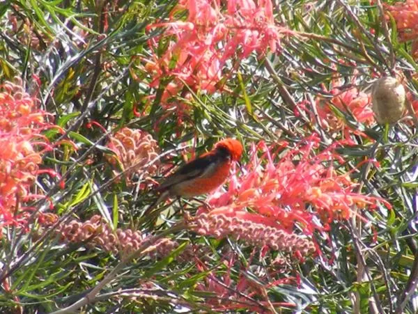 Other in Wallaby Ridge Retreat