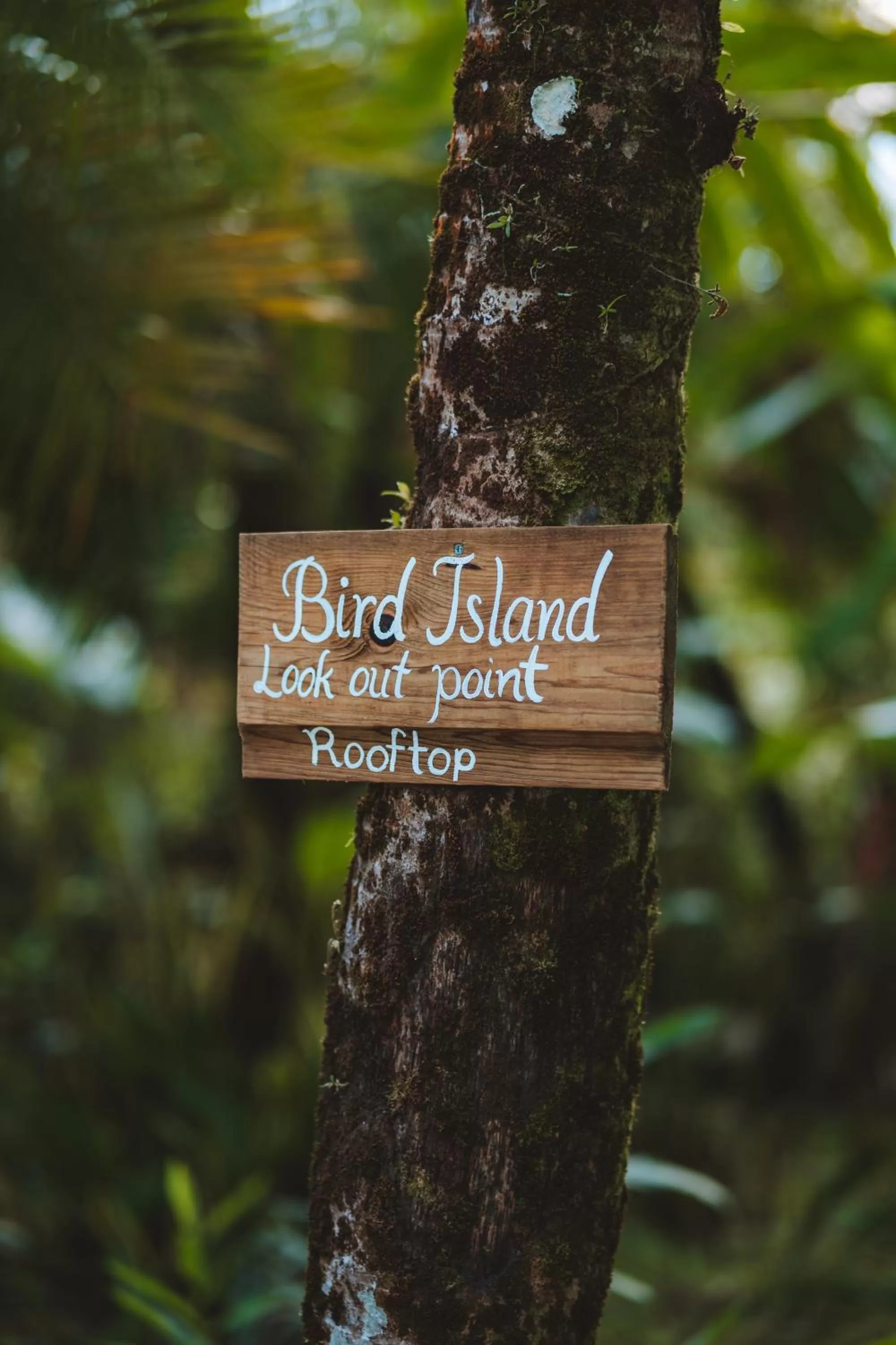 Garden in Bird Island Bungalows