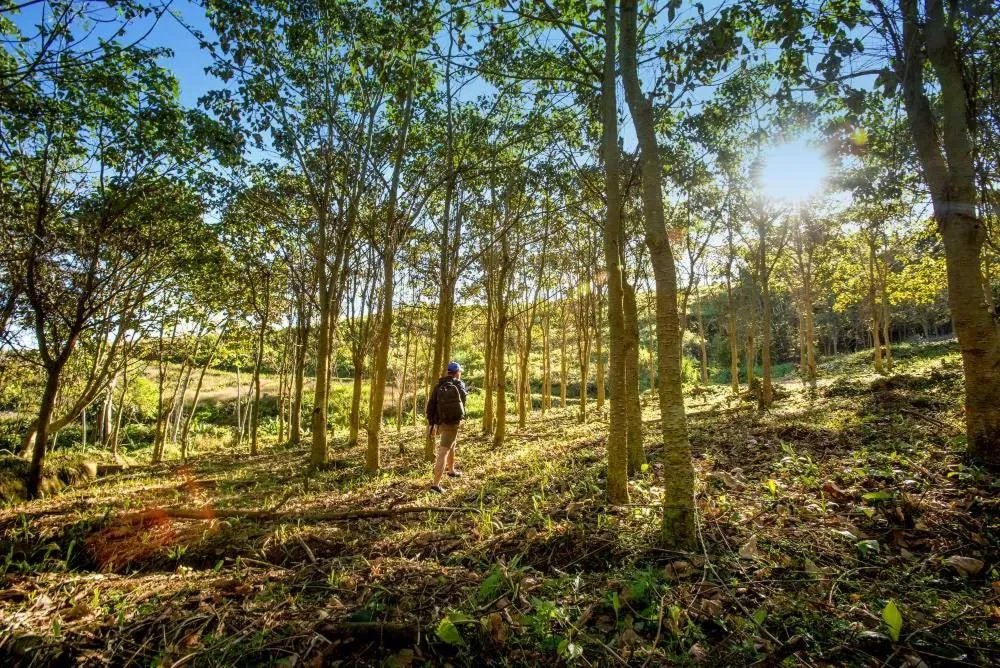 Hiking in Coffee Pickers Village By Hacienda Orosi