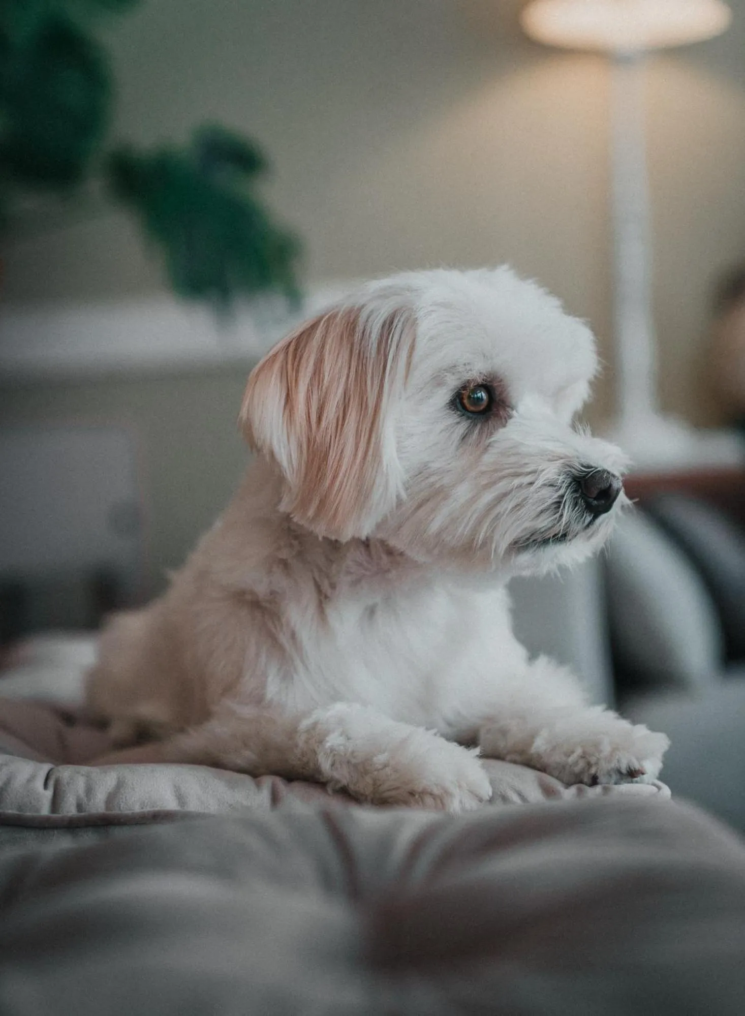 Spring in Amadei Hotel Promenade