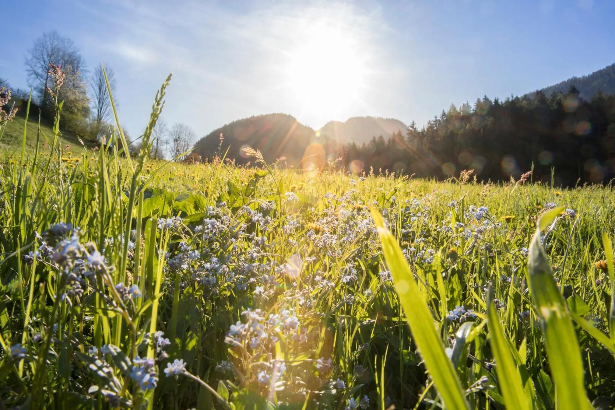 Natural landscape in Hotel & Alpengasthof Pinzgerhof