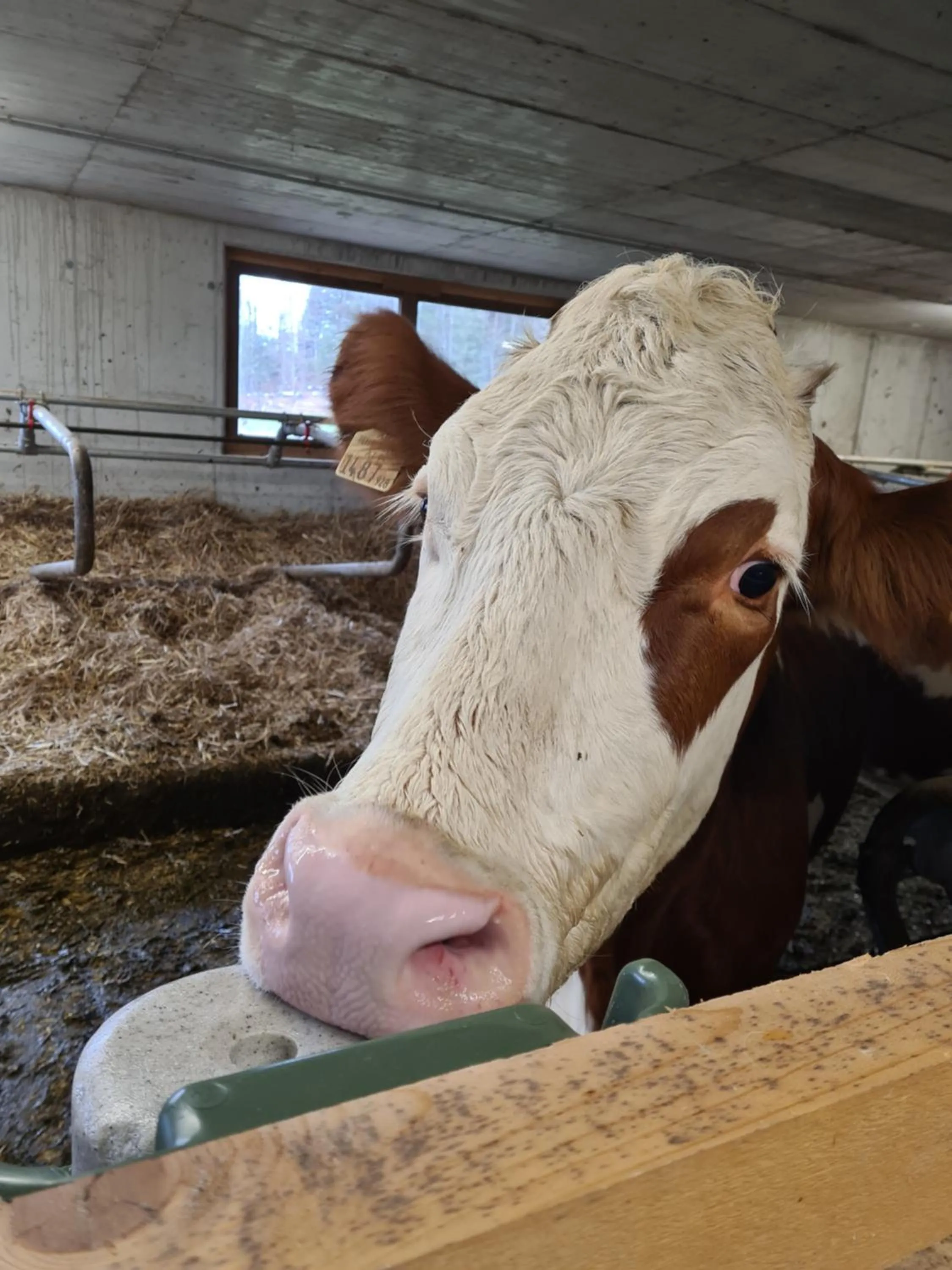 Animals in Hotel & Alpengasthof Pinzgerhof