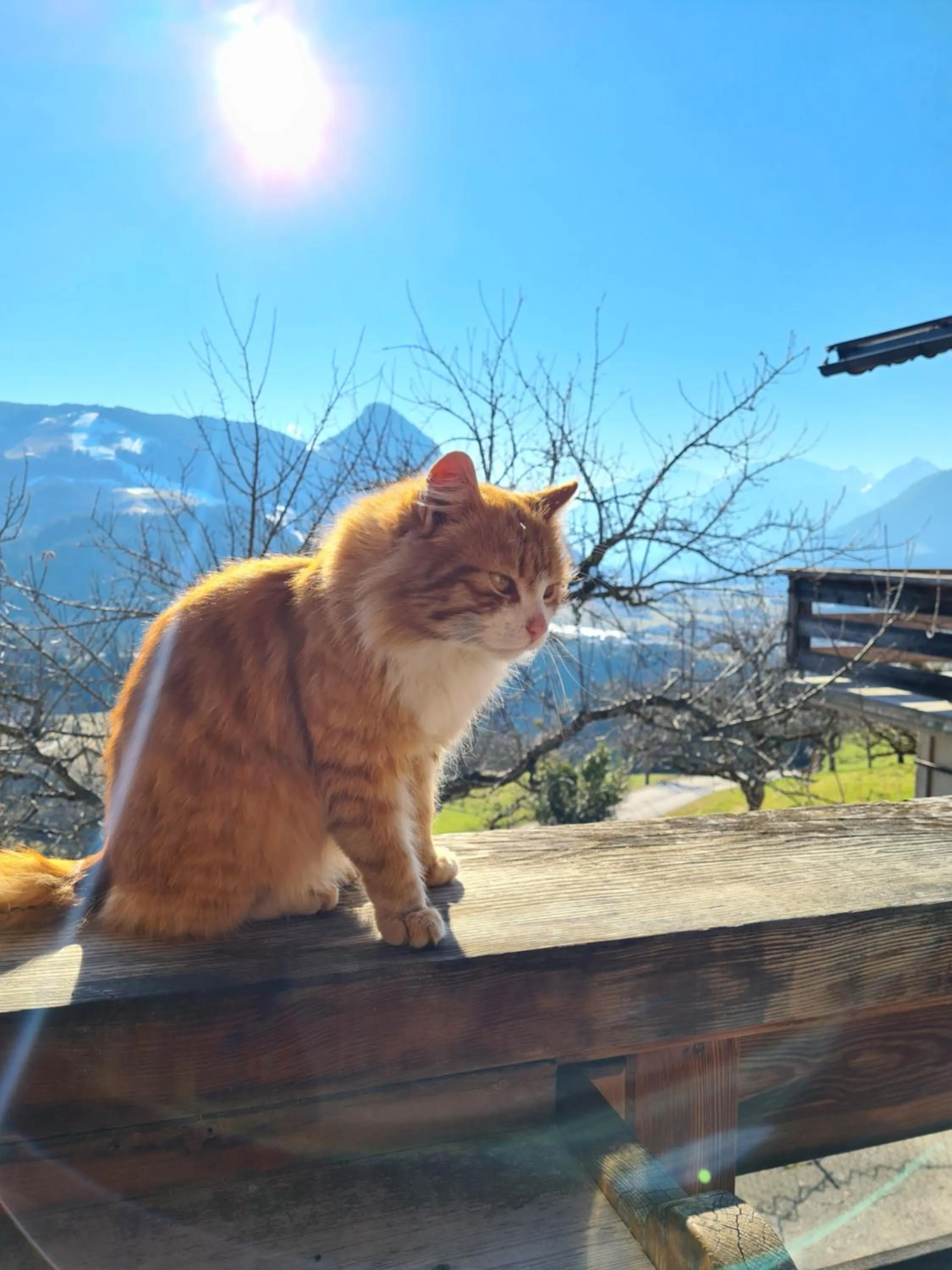 Animals in Hotel & Alpengasthof Pinzgerhof
