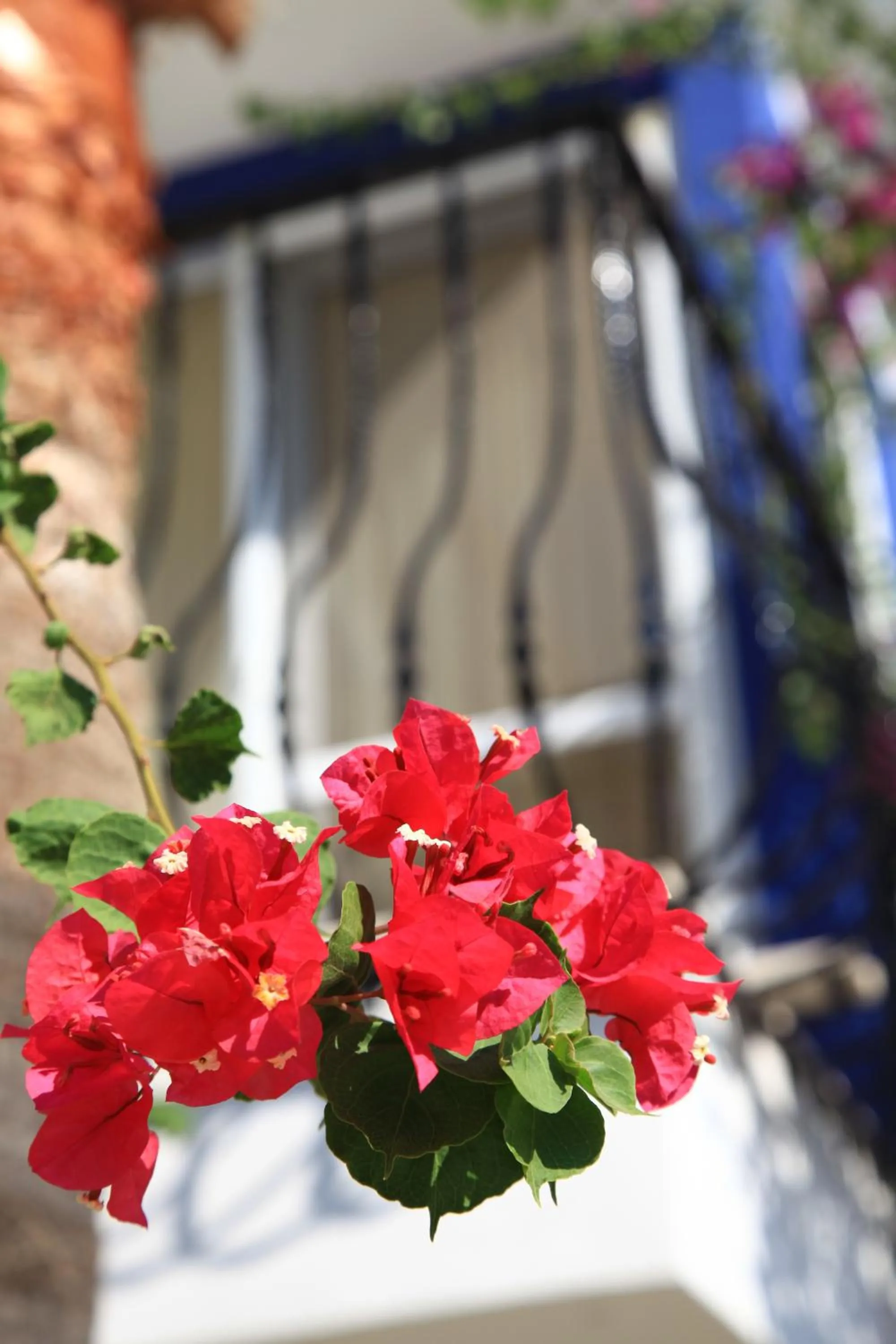 Garden in Catamaran Hotel