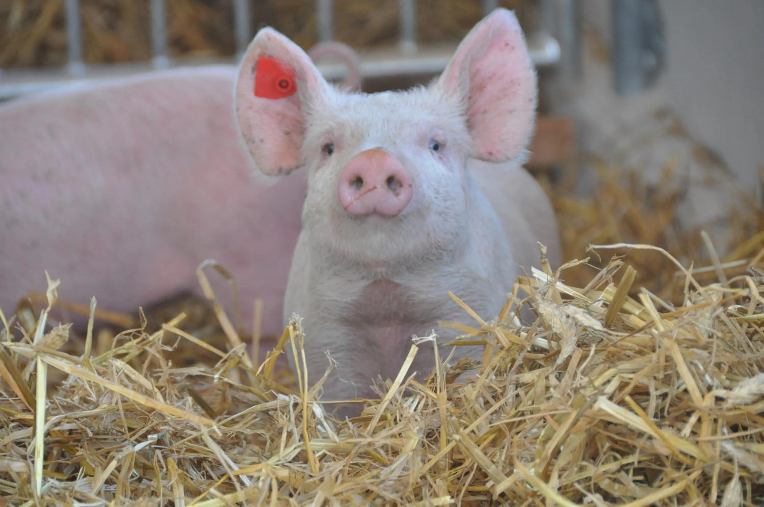 Animals in Gastagwirt