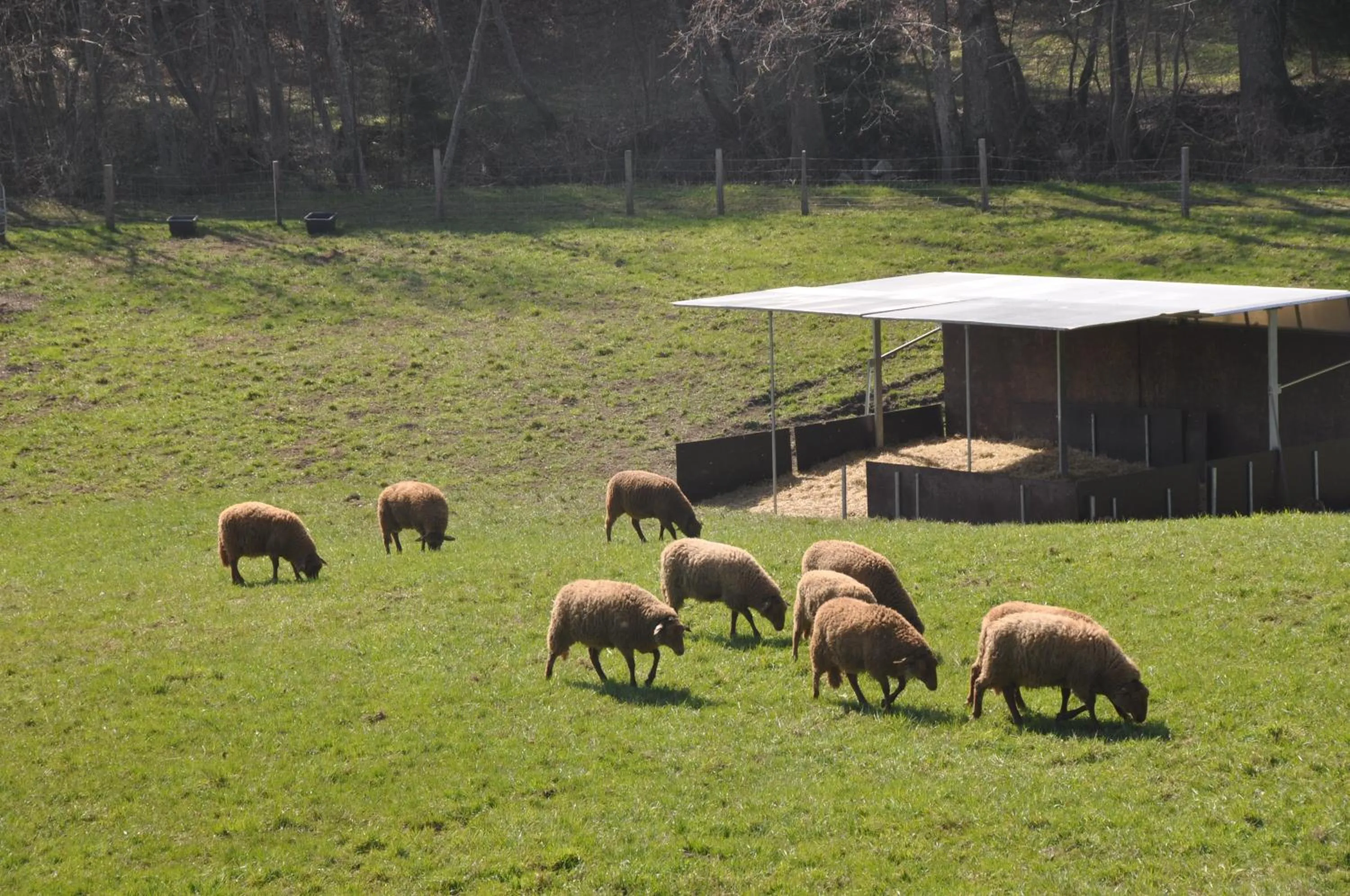 Animals in Gastagwirt