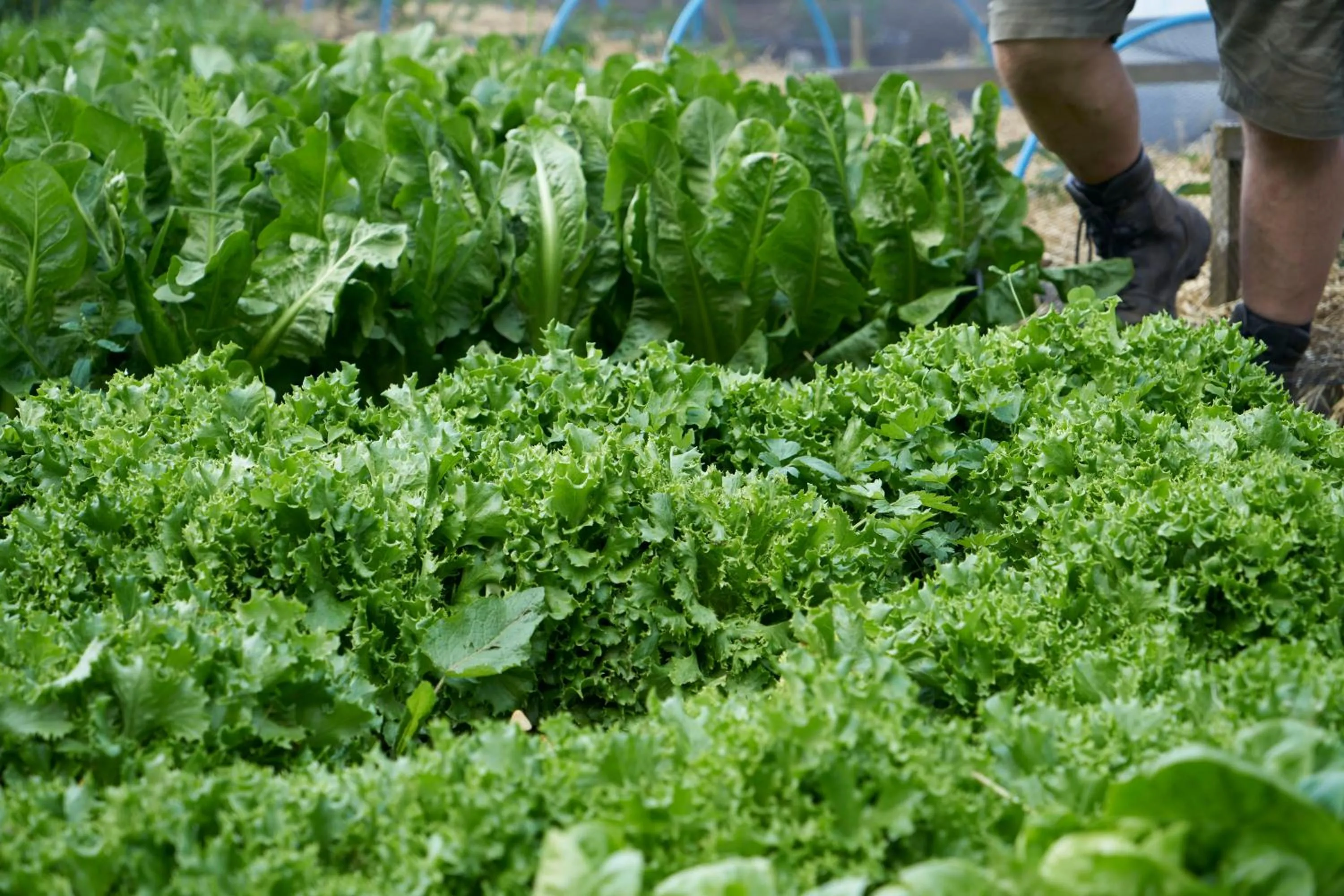 Garden in Boath House Hotel