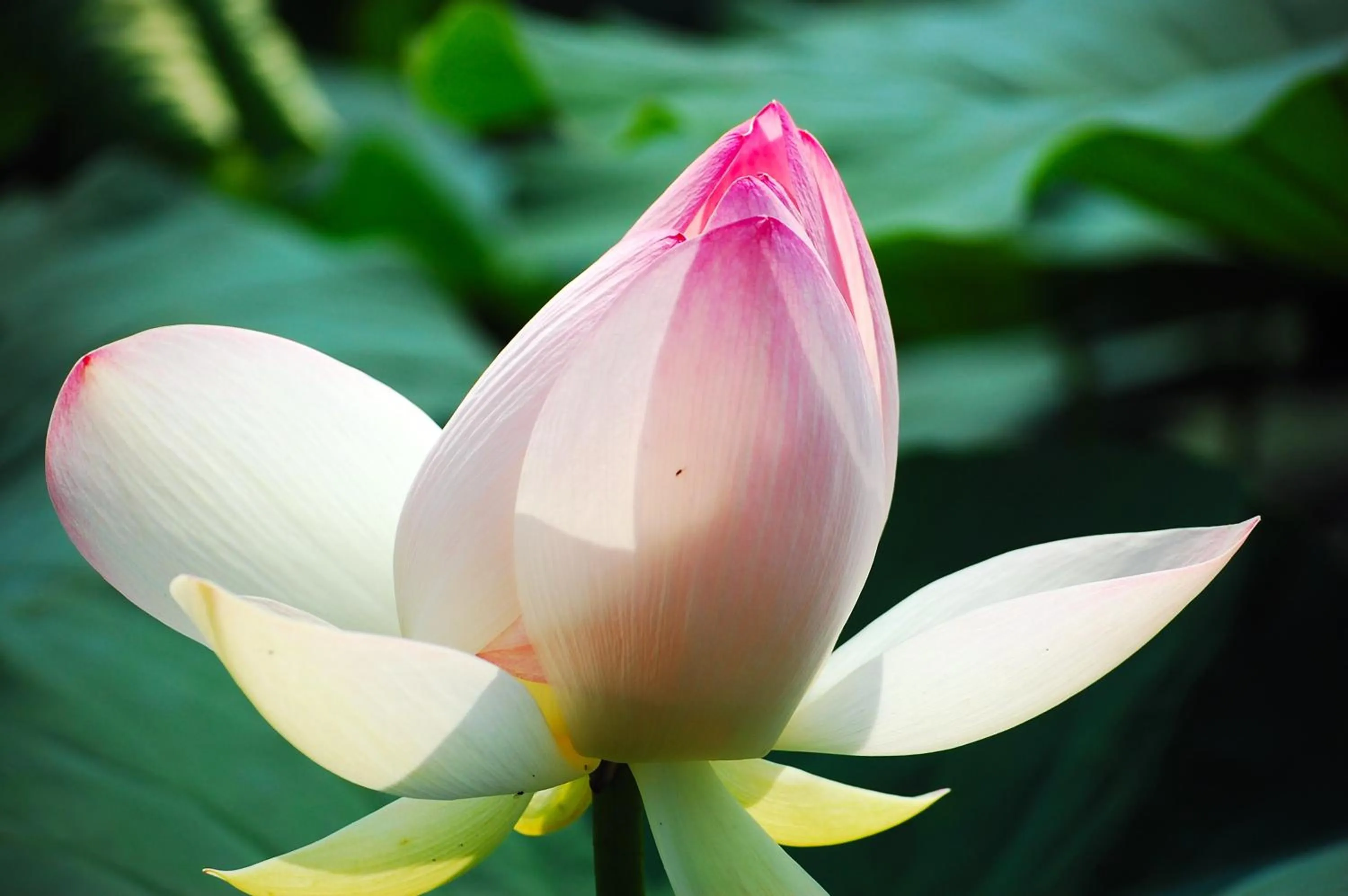 Natural landscape in Ca' Tazzoli, MantegnaHotels