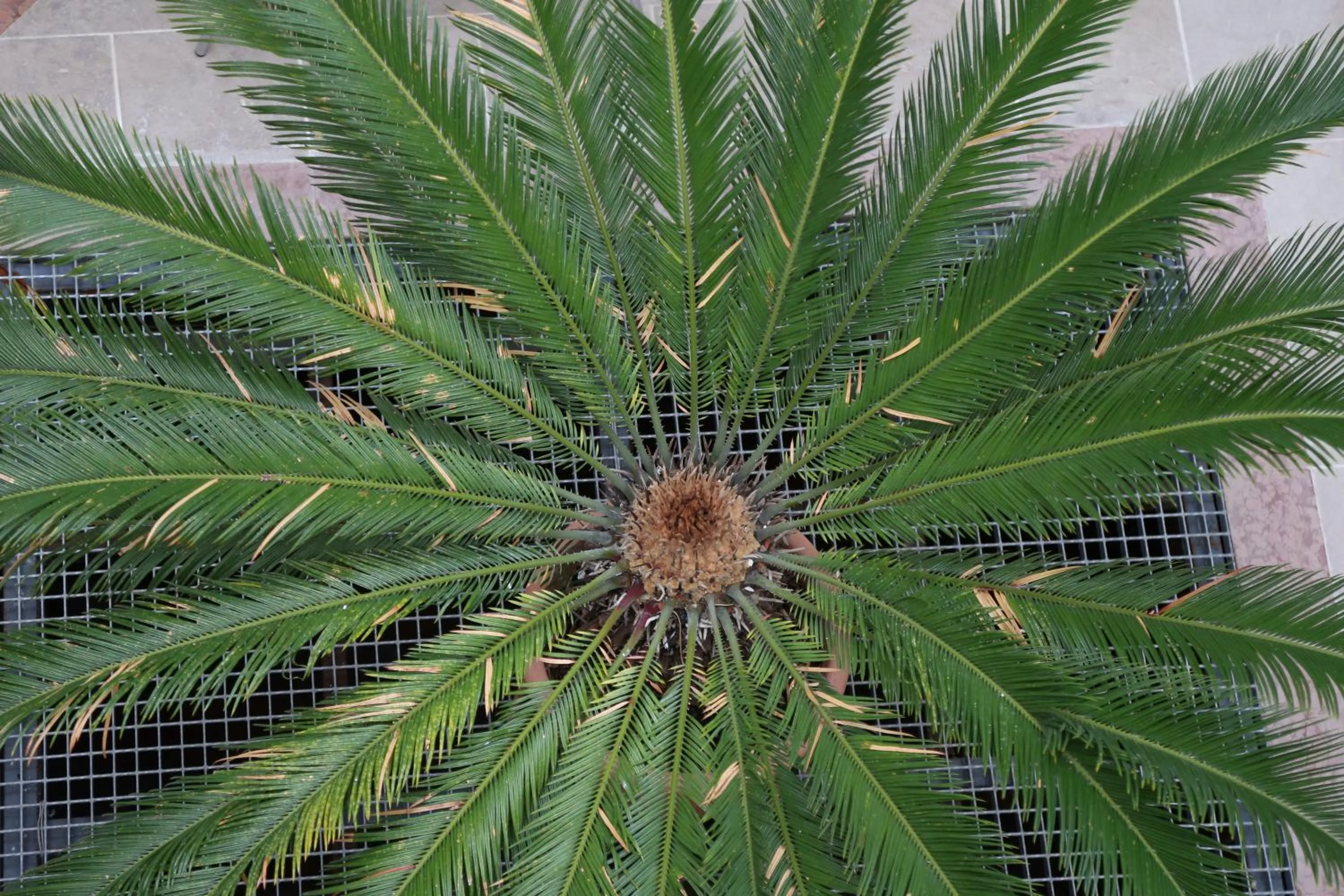 Decorative detail in Ca' Tazzoli, MantegnaHotels