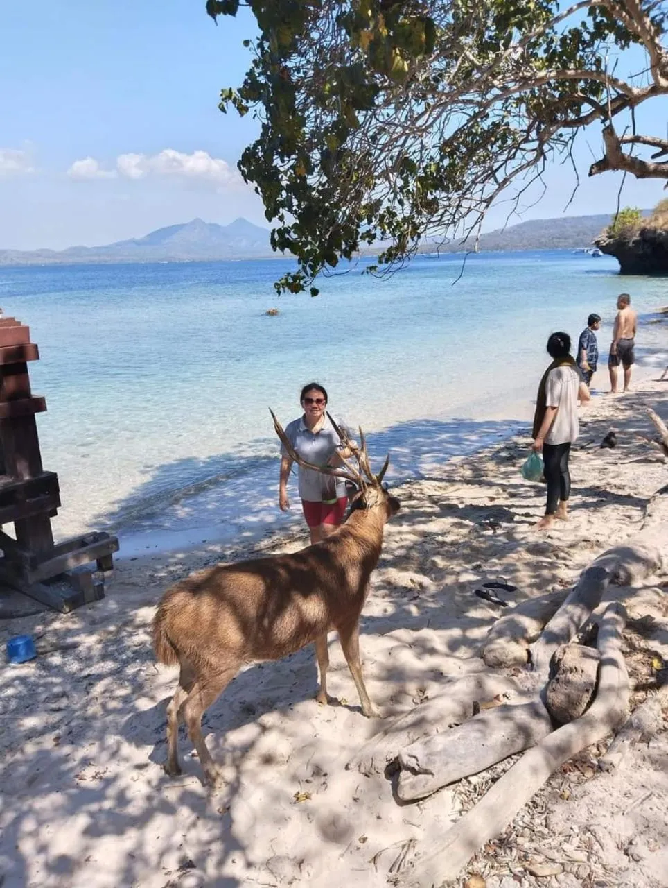 Activities in Maha Nusa Menjangan