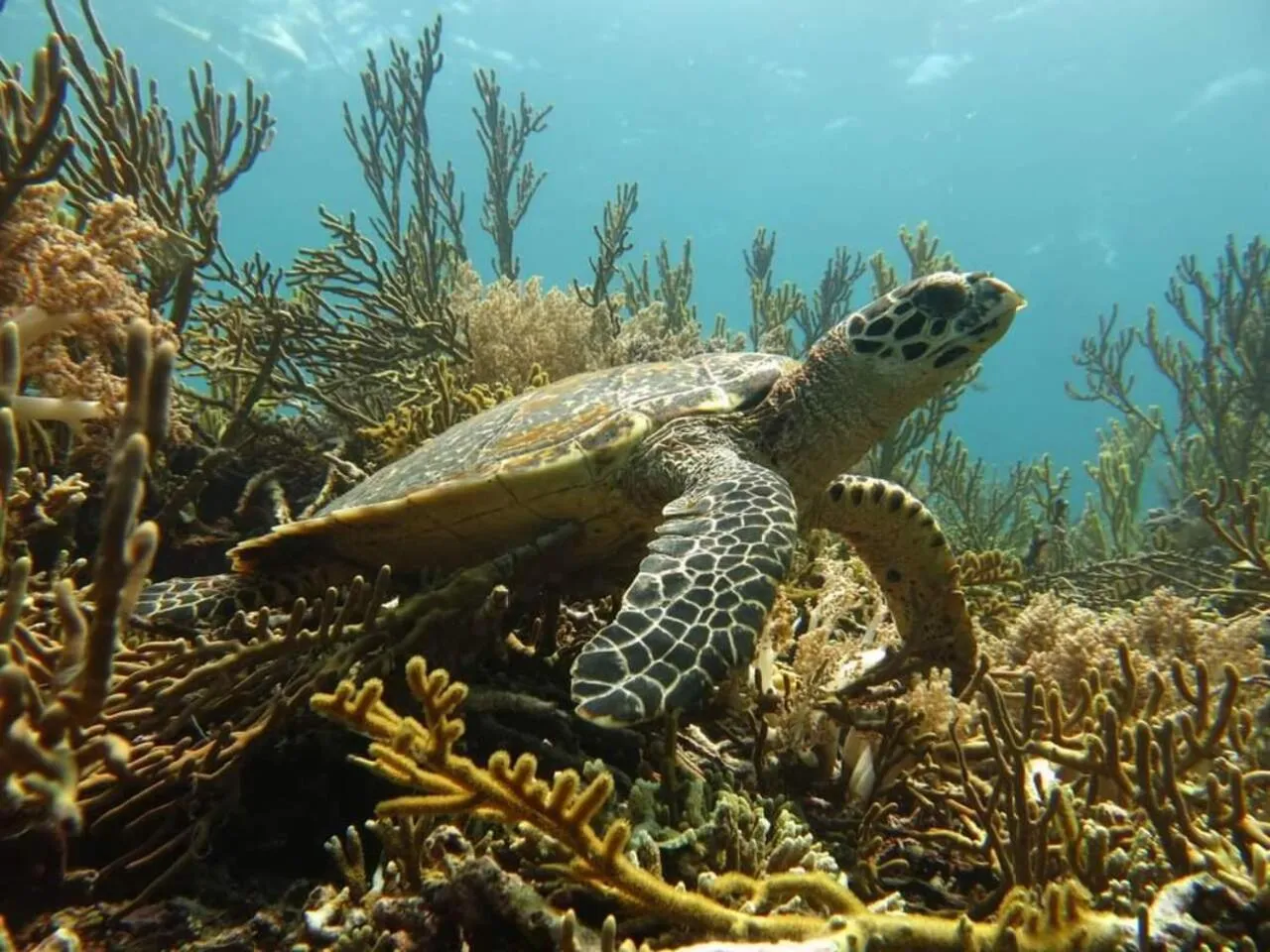 Activities in Maha Nusa Menjangan