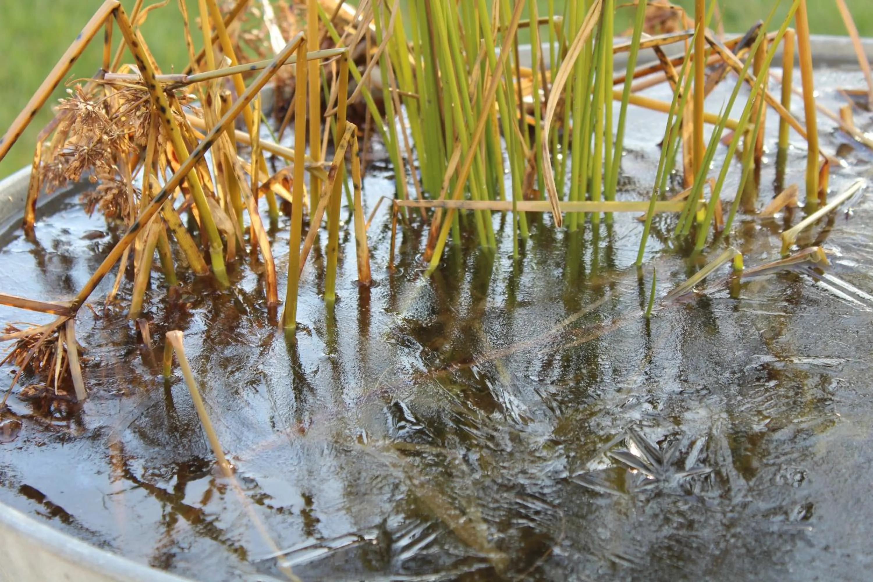 Garden in Carpe Diem - Bnb - Chambres d'hôtes