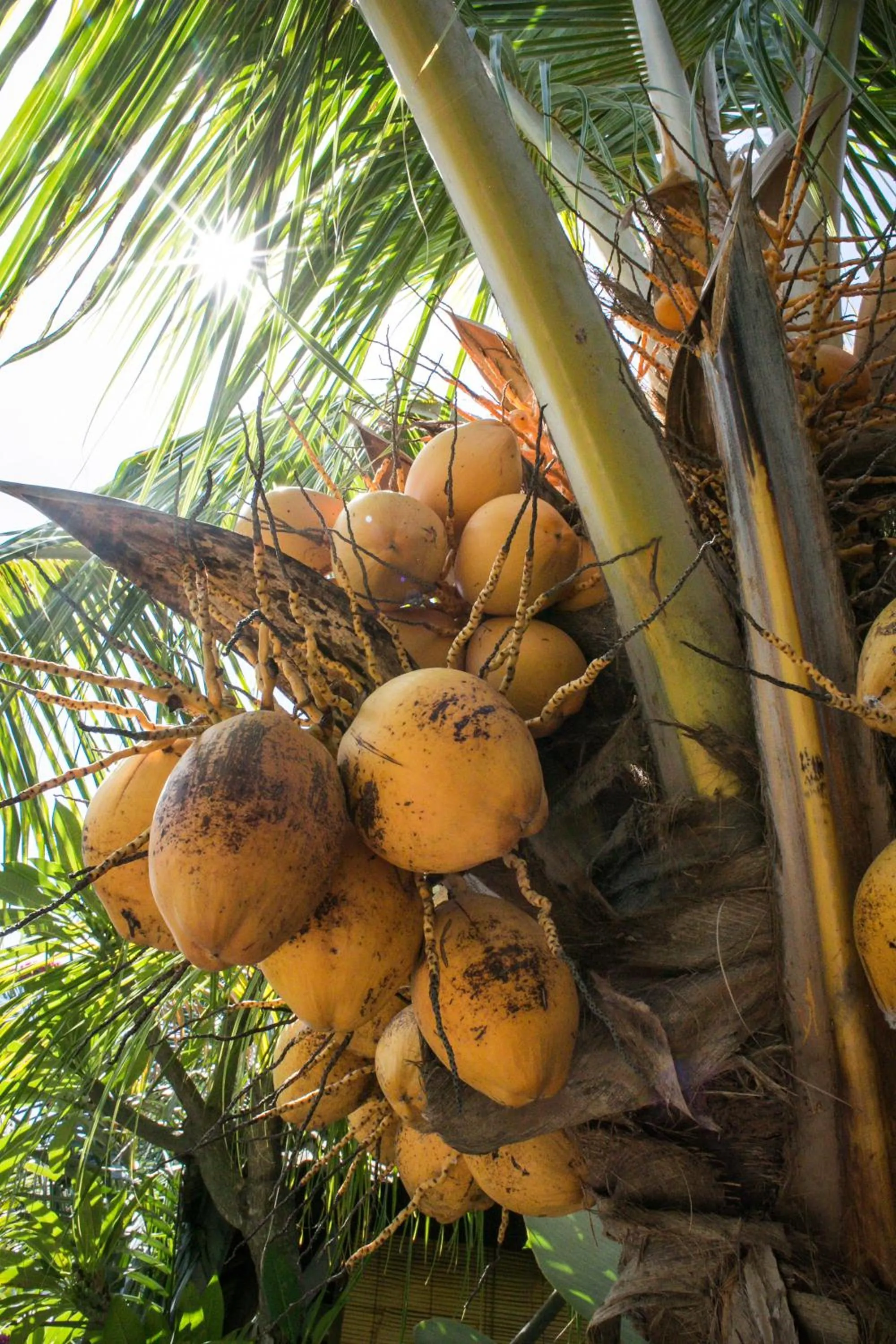 Garden in Amed Harmony Bungalows And Villas