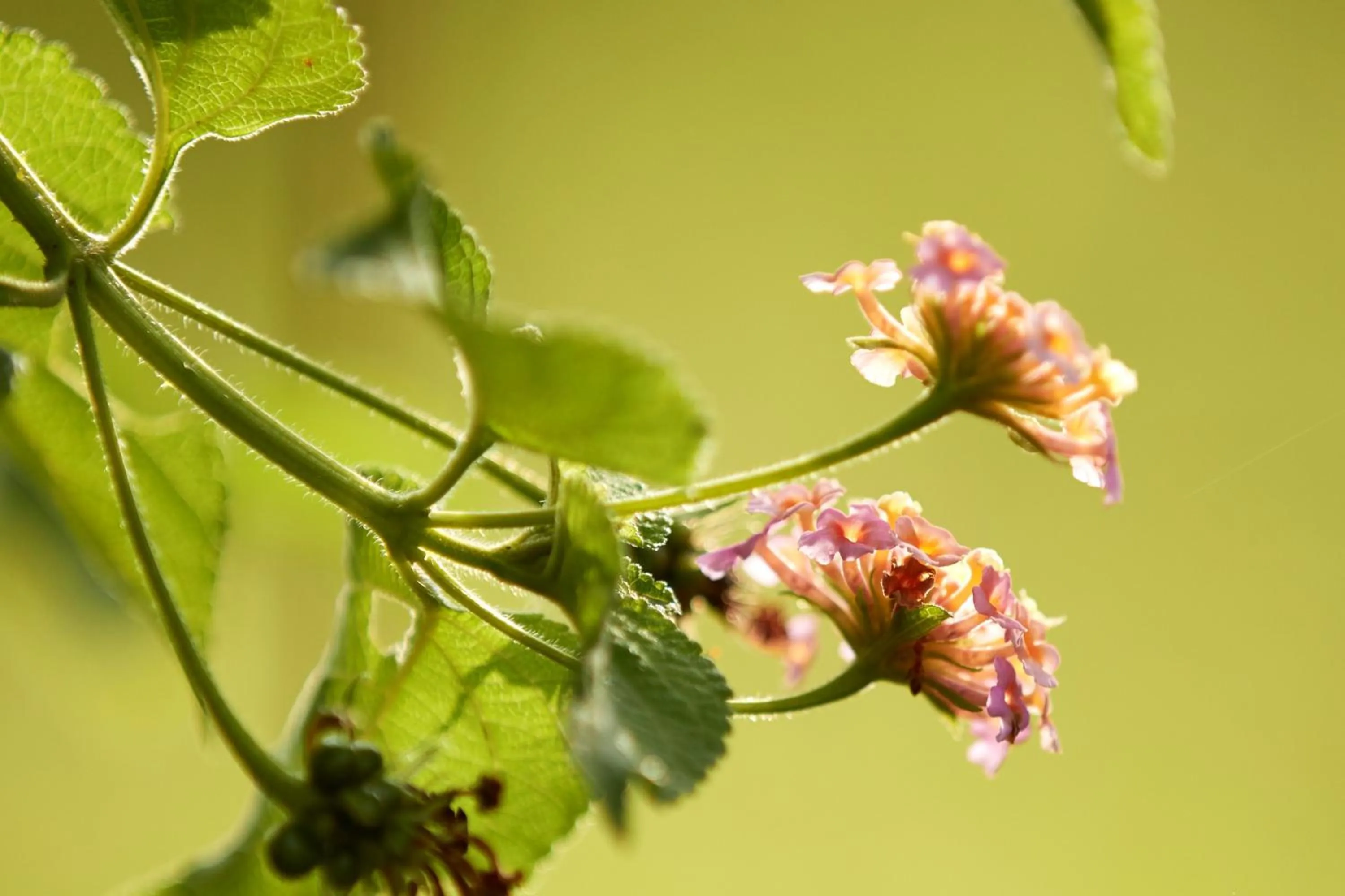 Natural landscape in Sevanagama