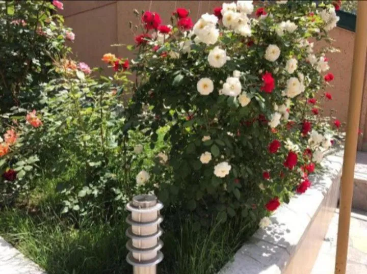 Garden in Comfort House Hotel