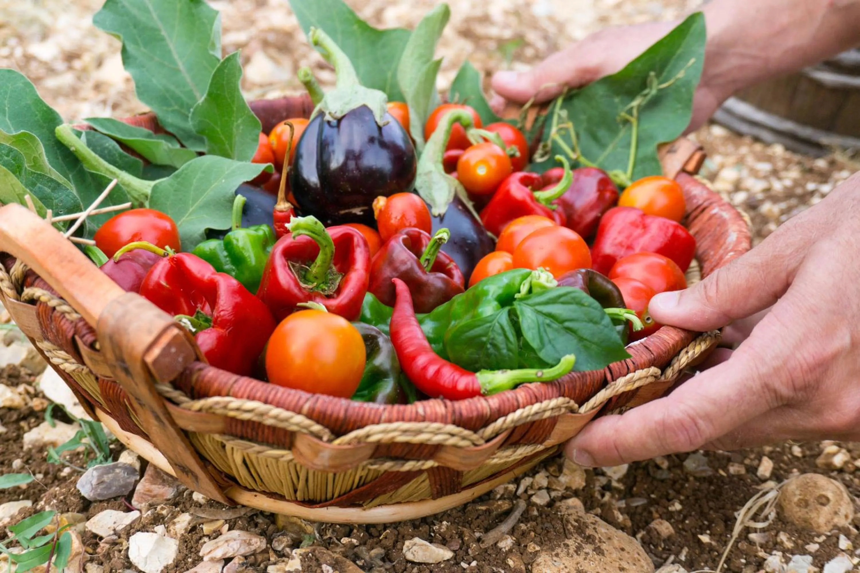 Restaurant/places to eat in Tenuta Padre Pio