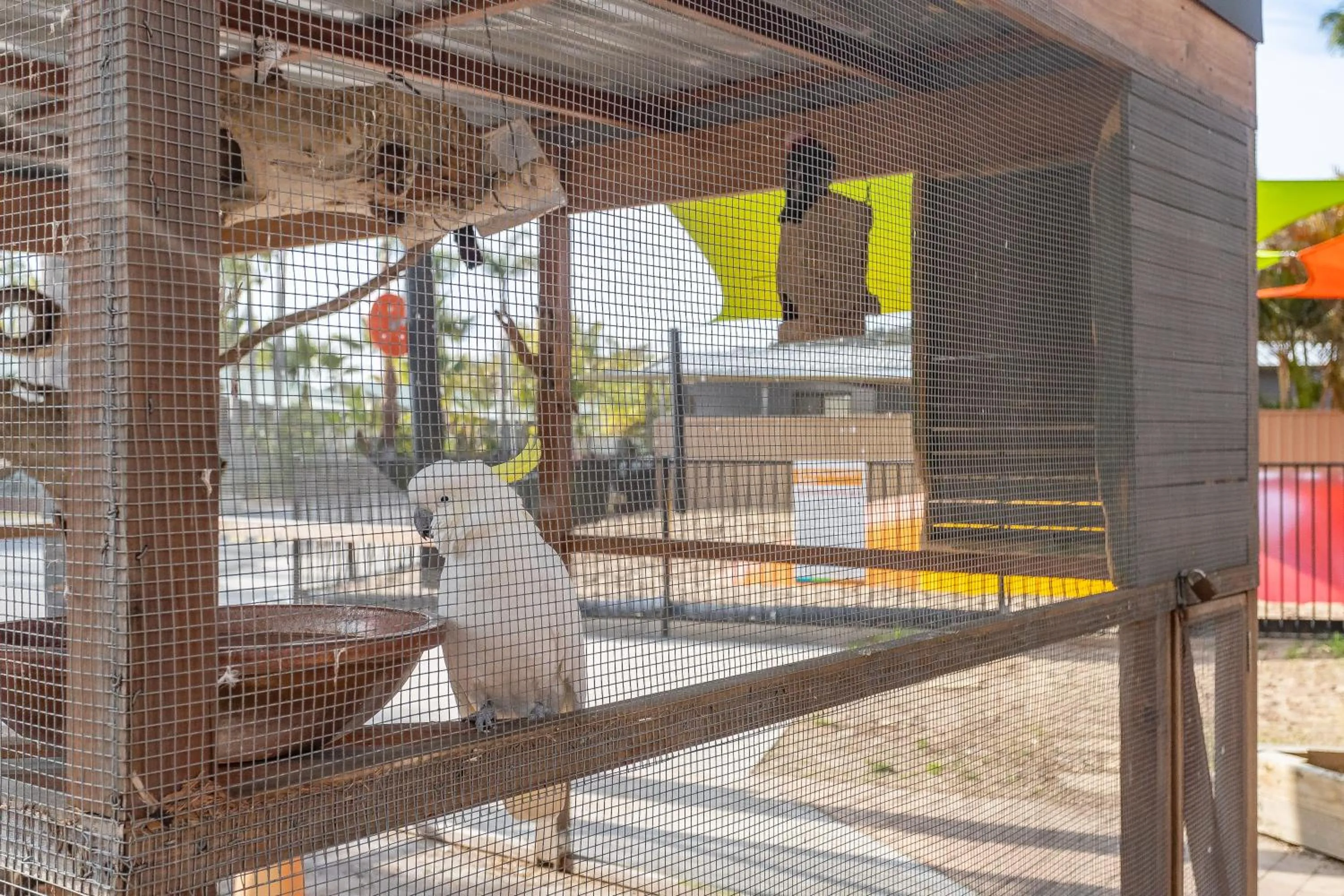 Animals in Ingenia Holidays One Mile Beach