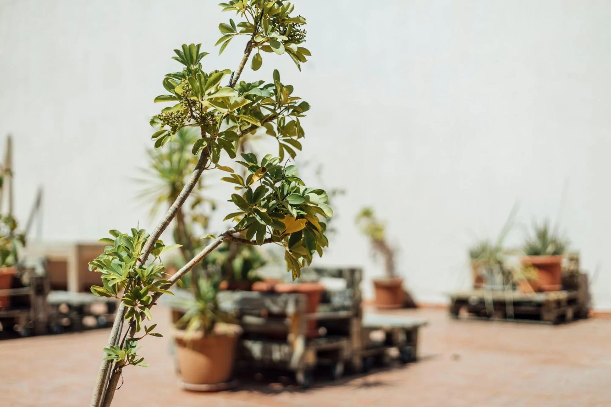 Garden in Casa Jam Barcelona
