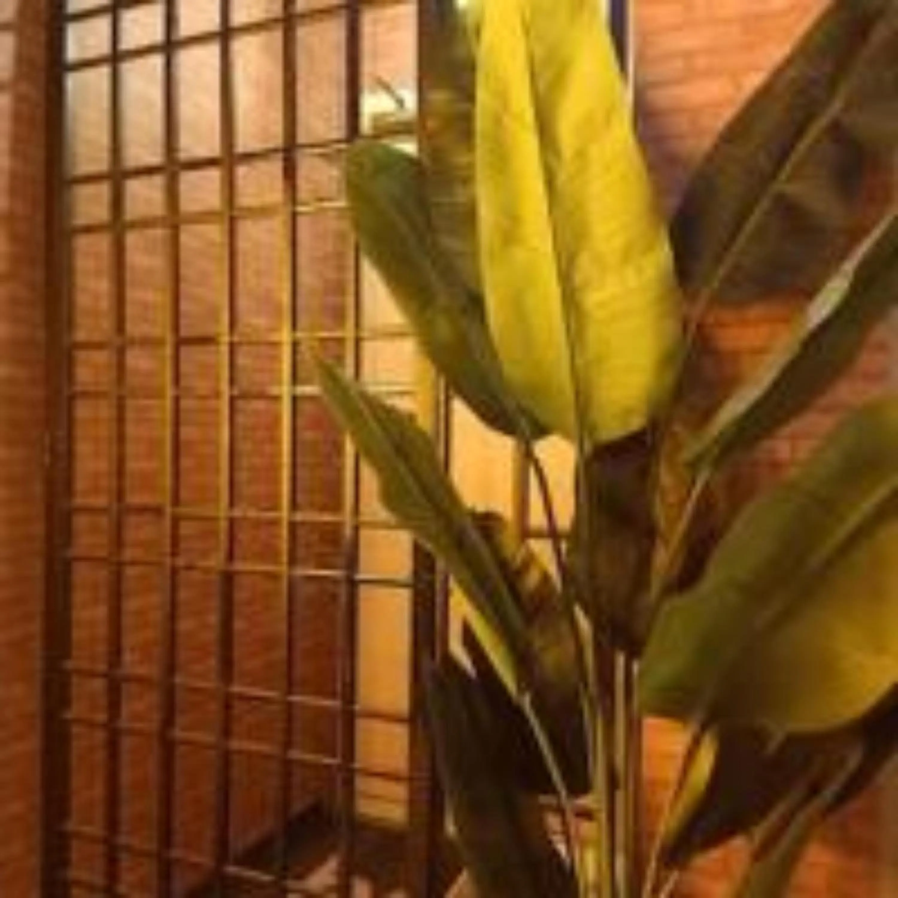 Sabai Sabai Guesthouse in Bayan Lepas