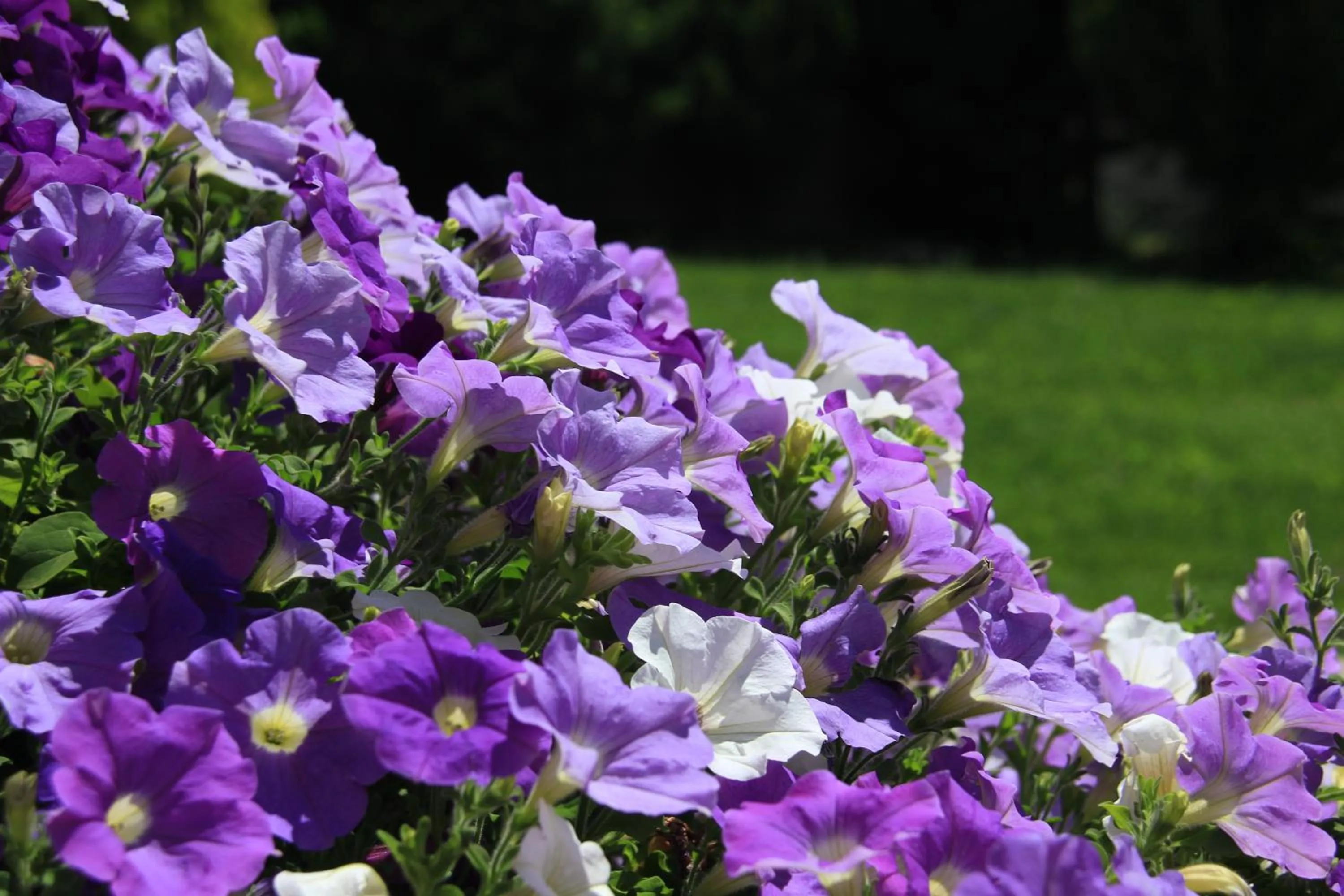 Garden in Meublè Sci Sport