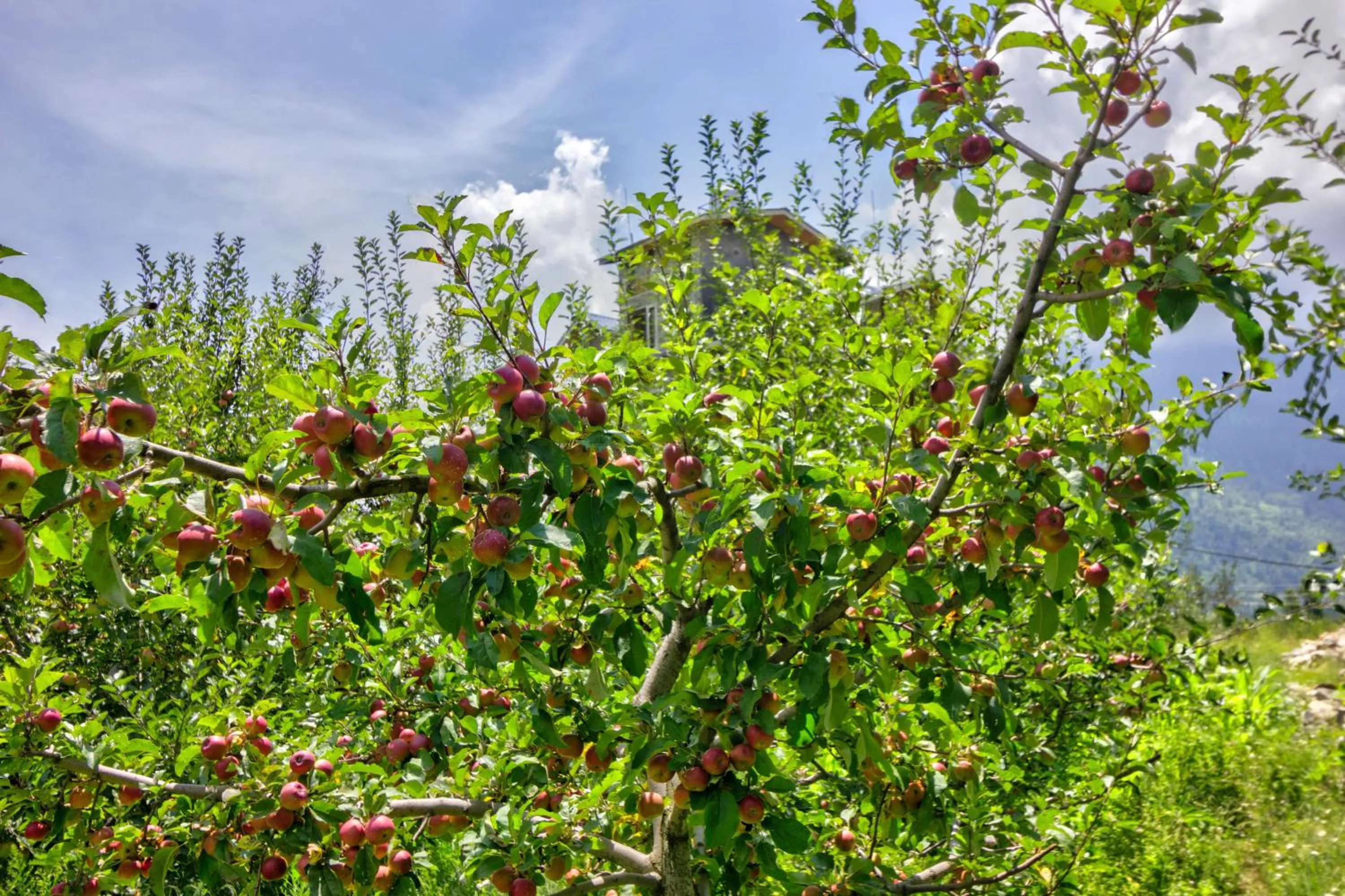 Spring in La Aero Resort Home in Snow Mountains