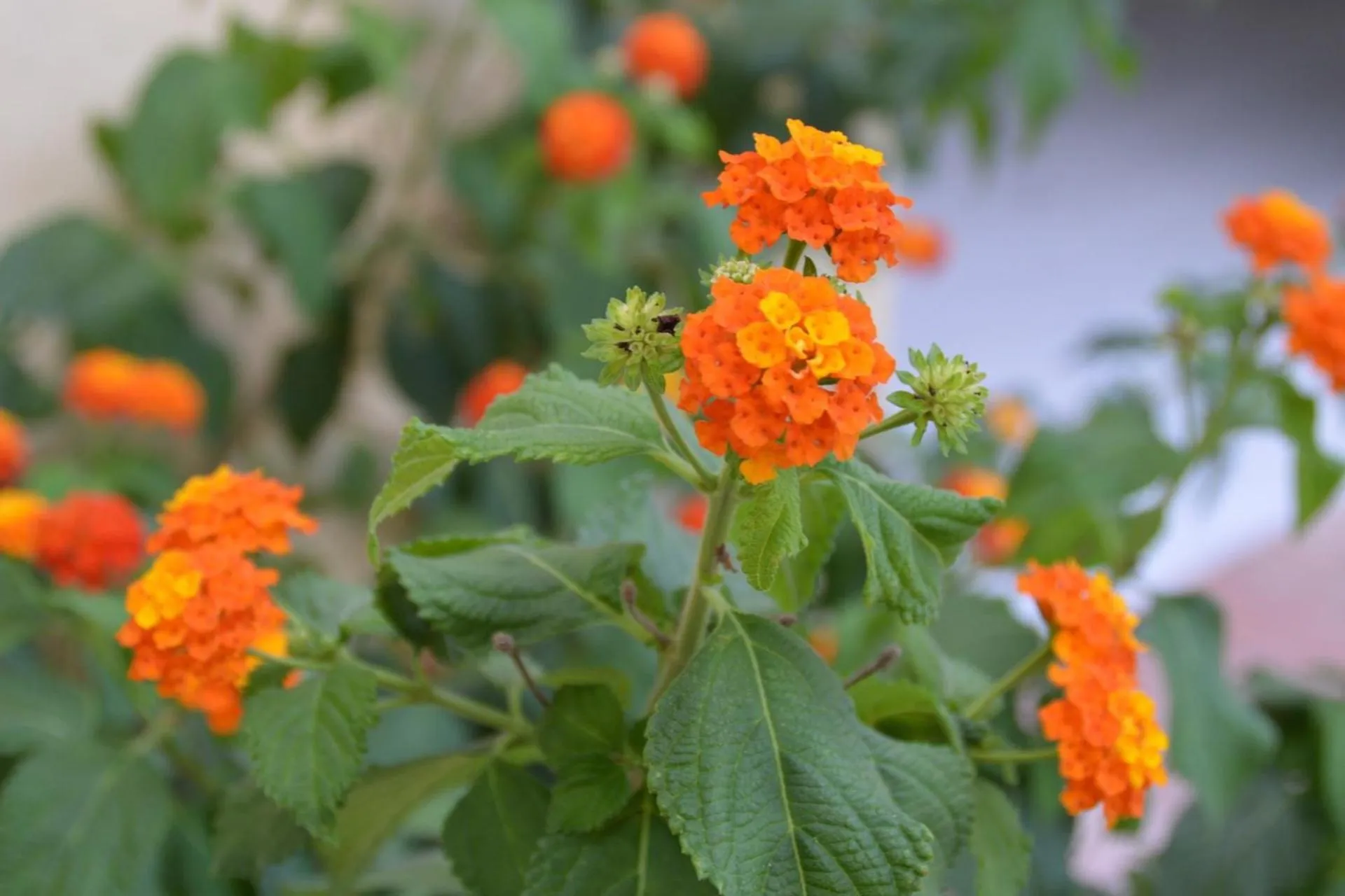 Hotel Gli Acquerelli