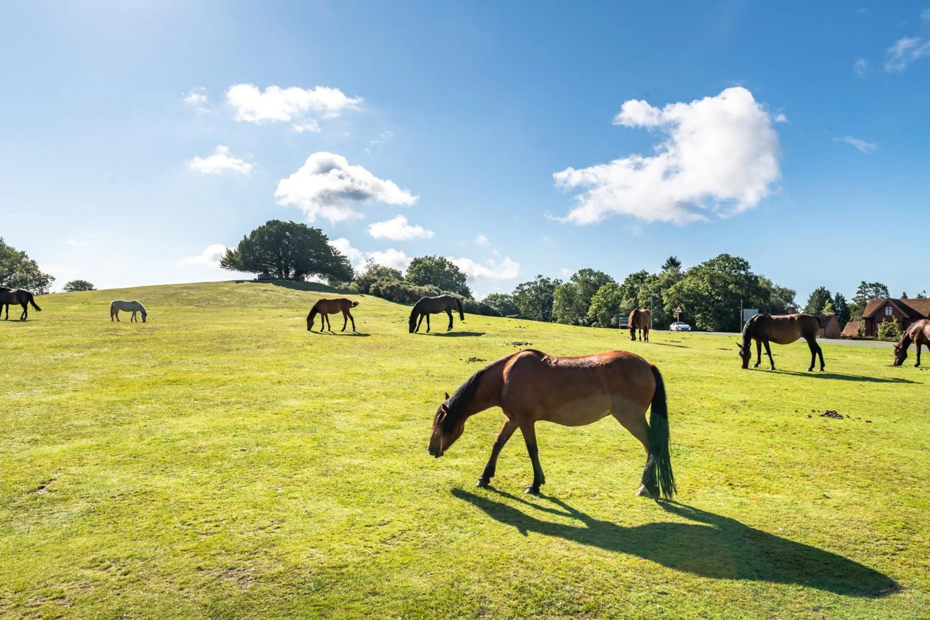 Animals in Forest Lodge Hotel