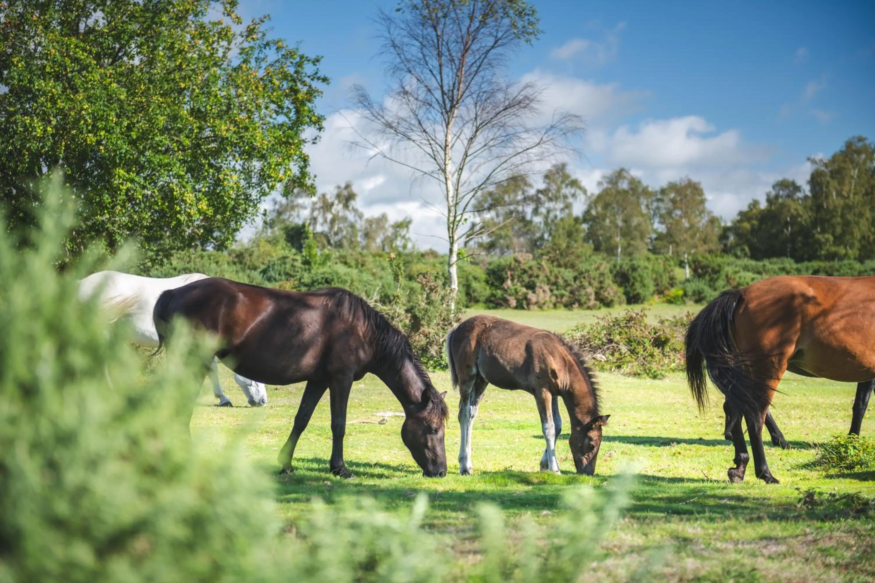 Animals in Forest Lodge Hotel