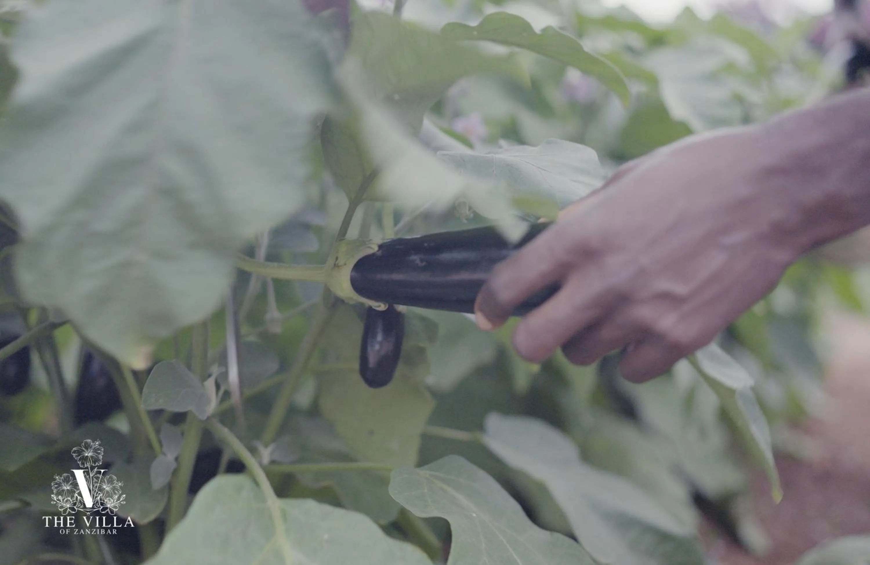Food in The Villa of Zanzibar