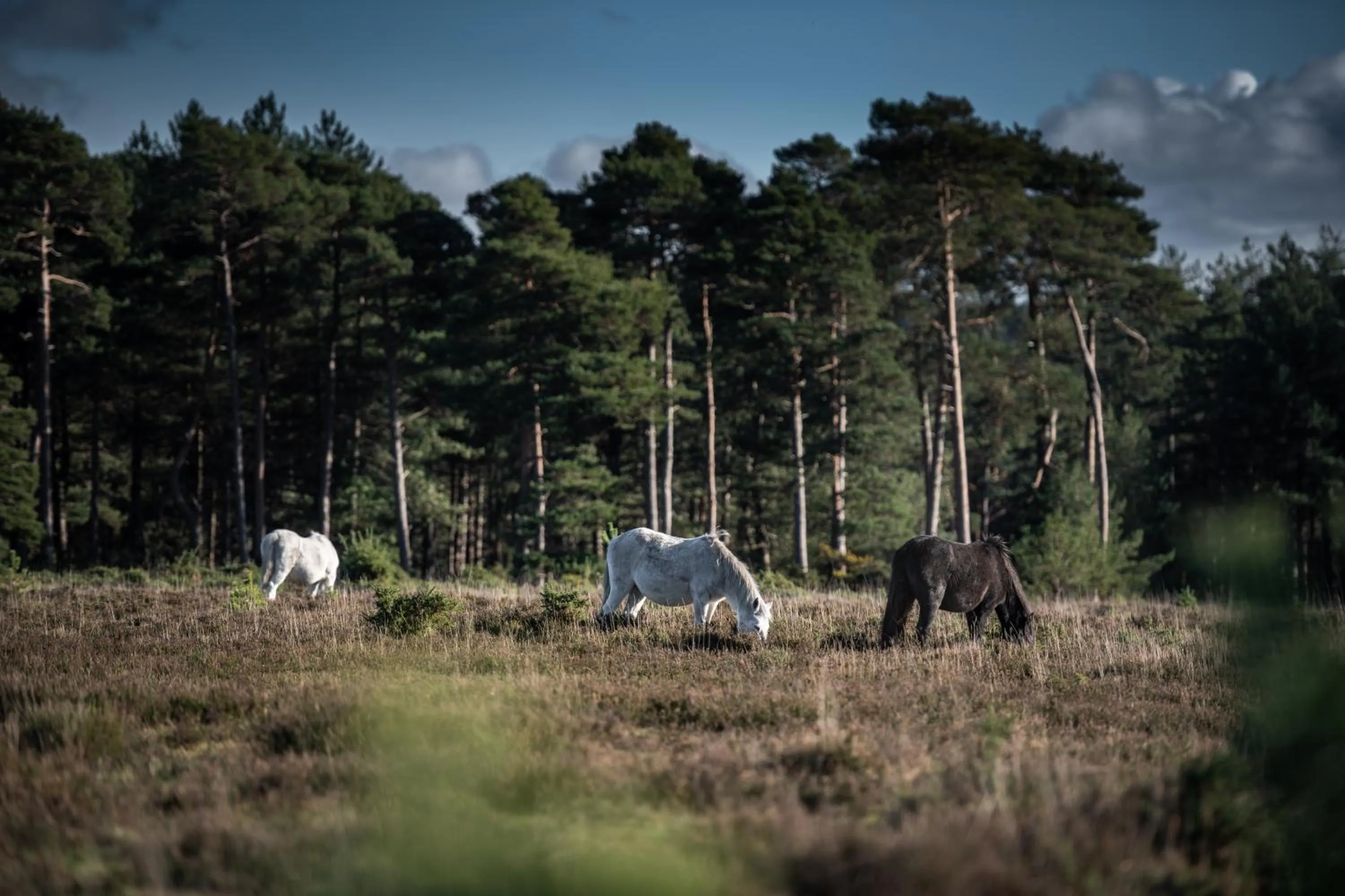 Other in Beaulieu Hotel
