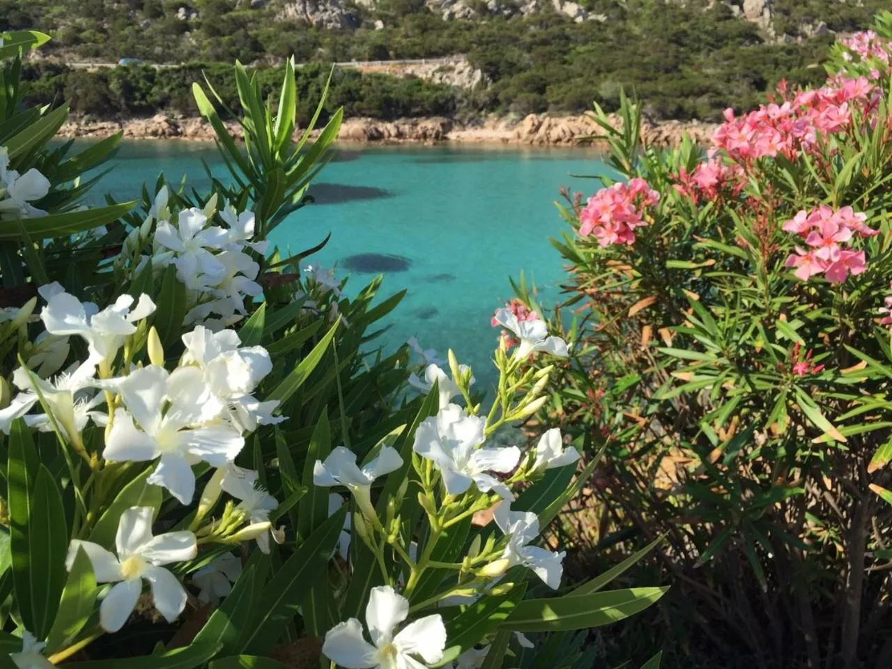Natural landscape in Hotel Cala Lunga