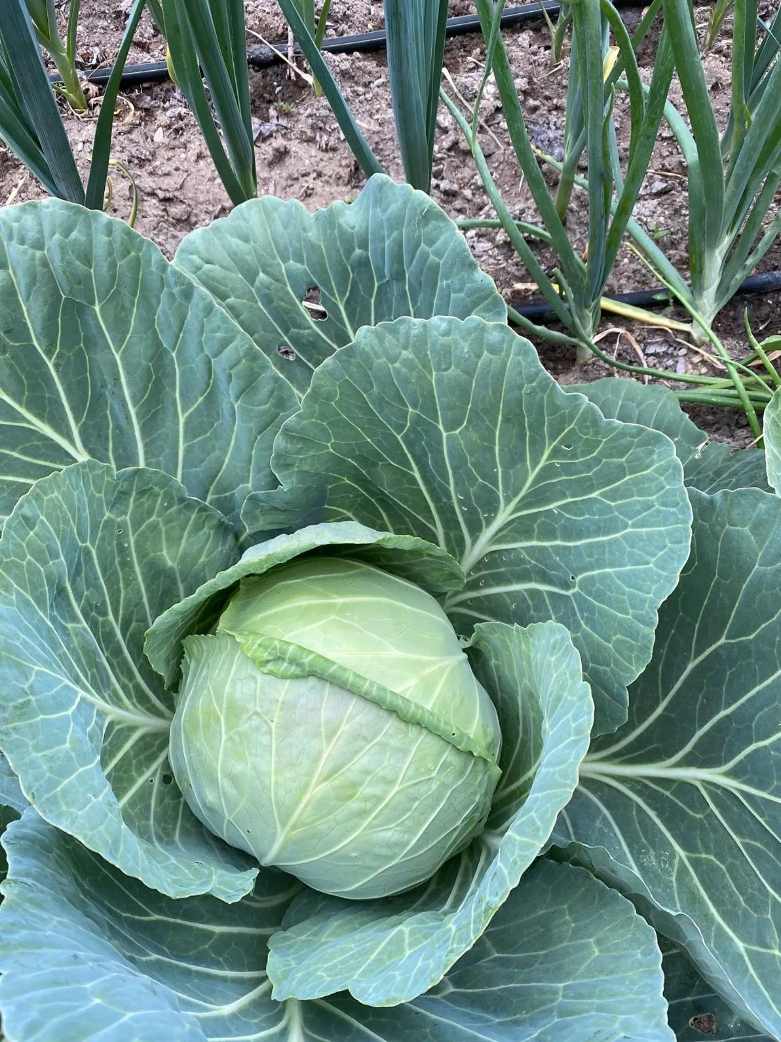 Horseshoe Bend Motel