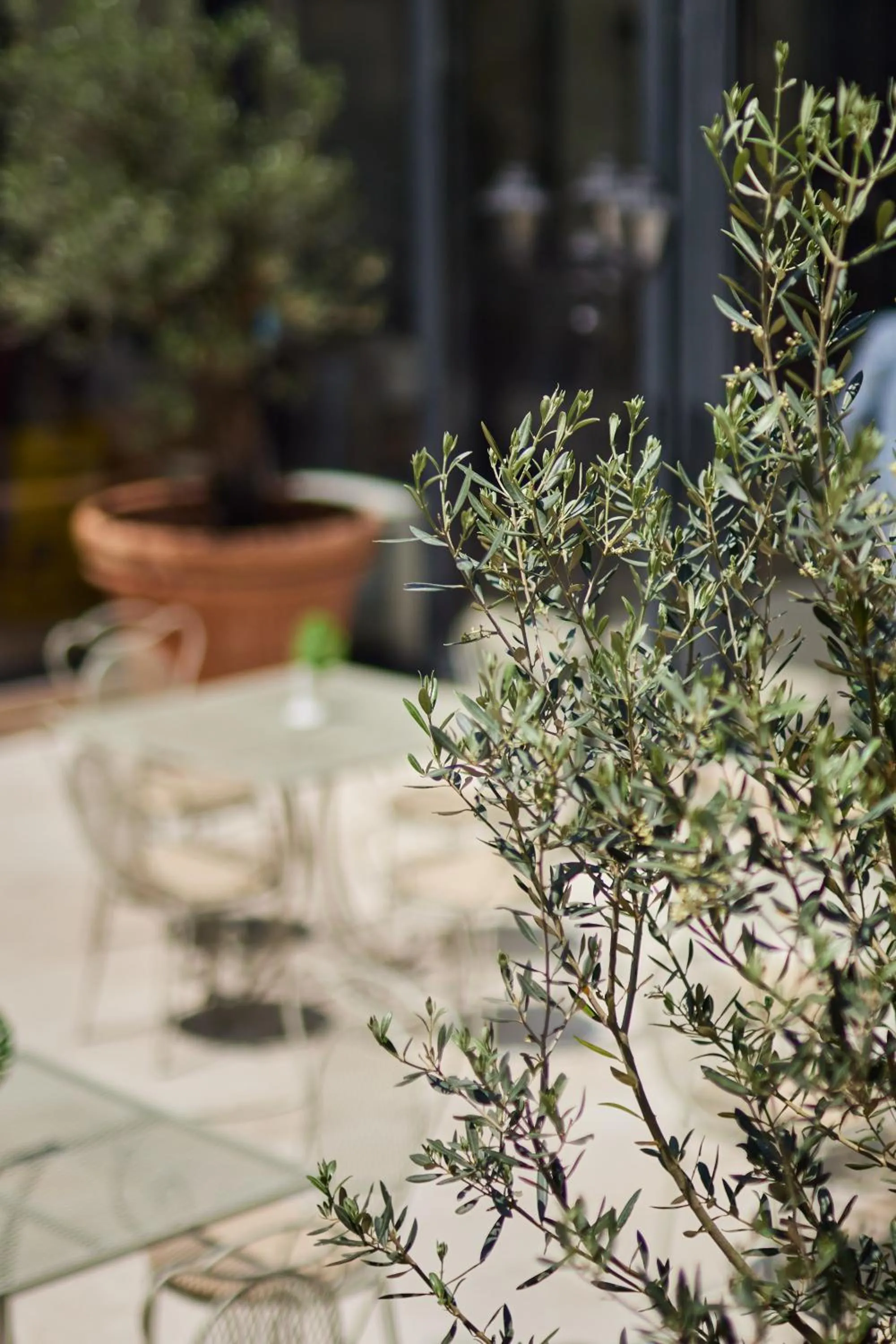 Garden in Hotel Diplomat by Aycon