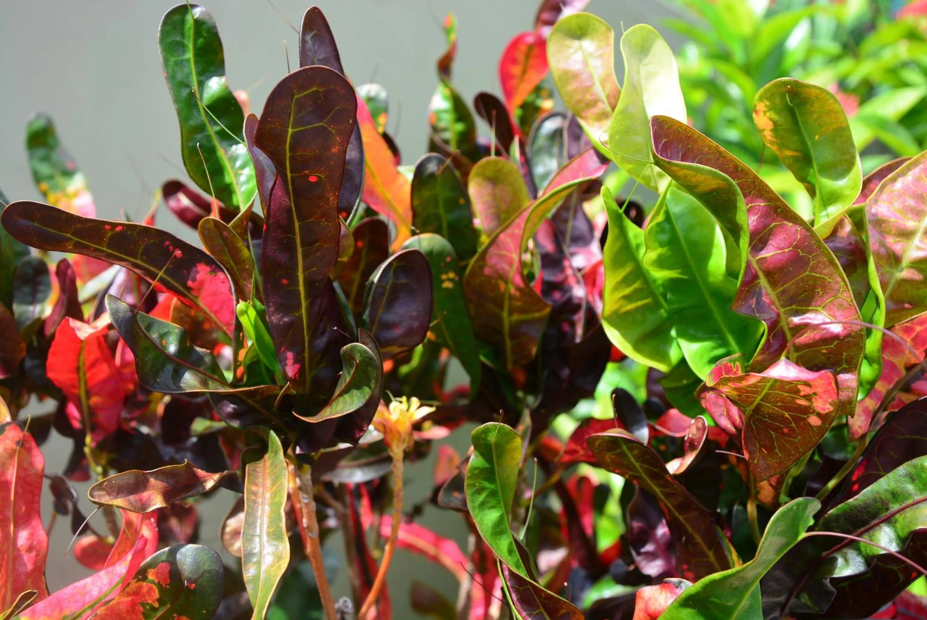 Garden in Villa Anse La Blague