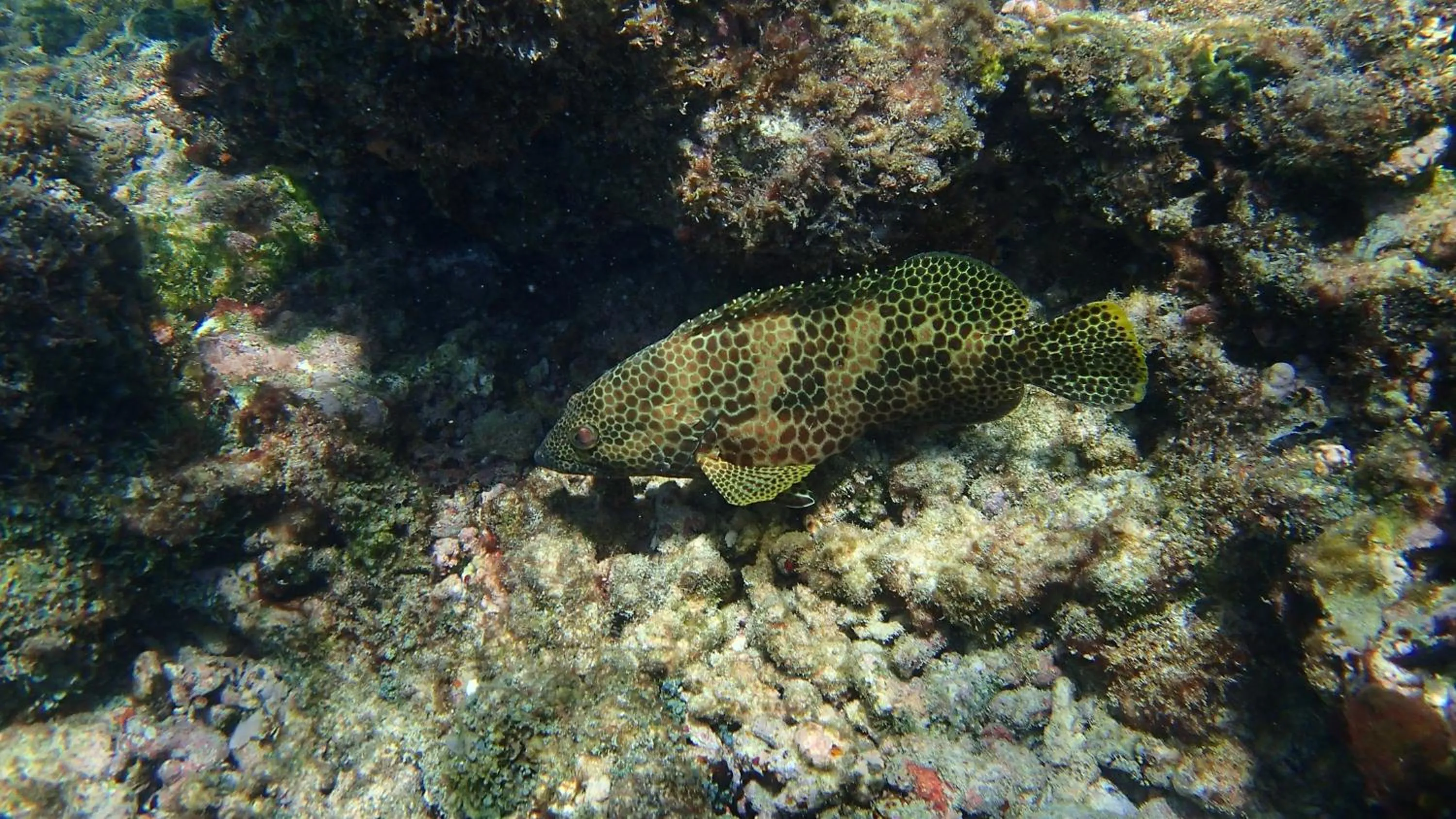 Animals in Villa Anse La Blague