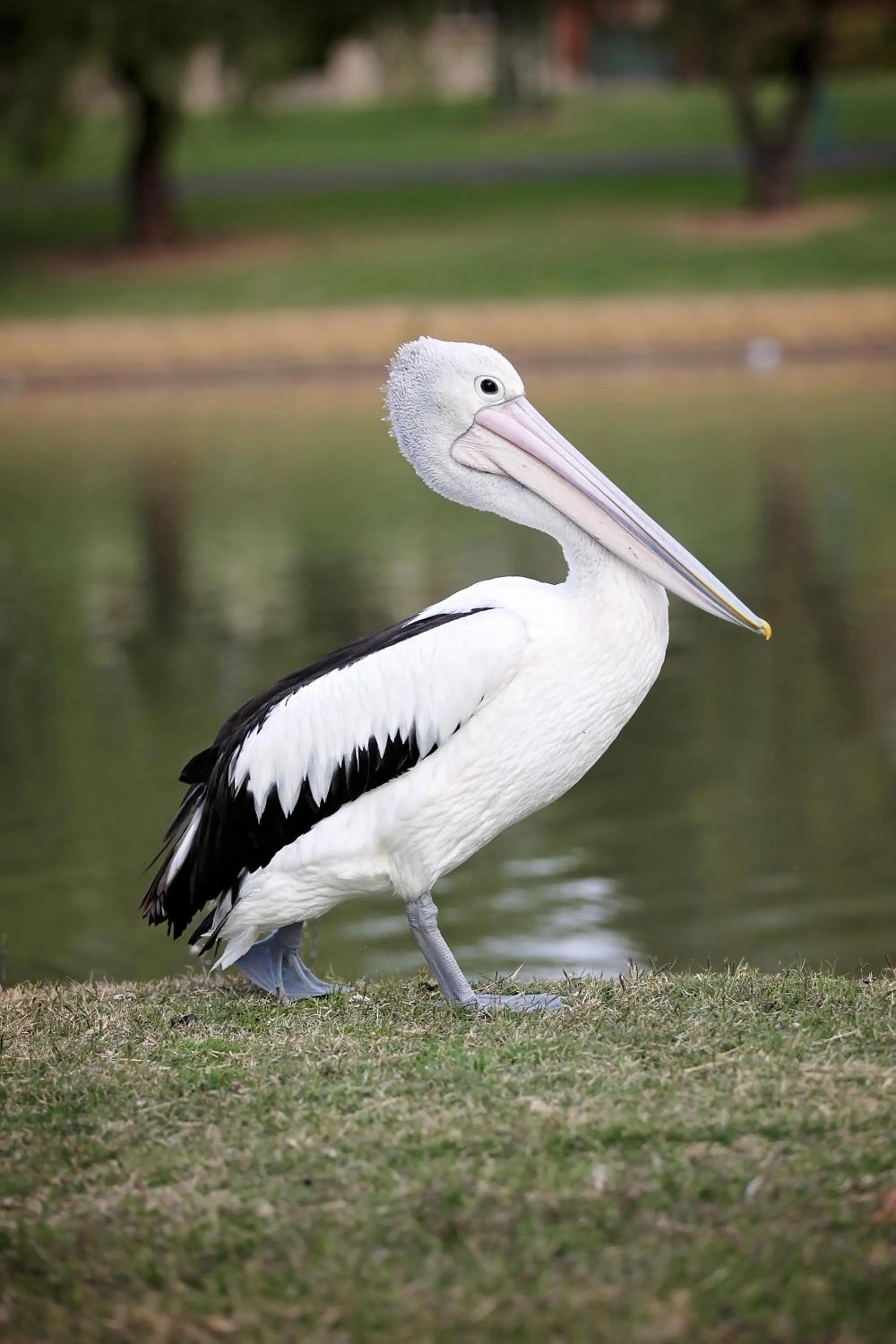 Animals in Forbes Victoria Inn
