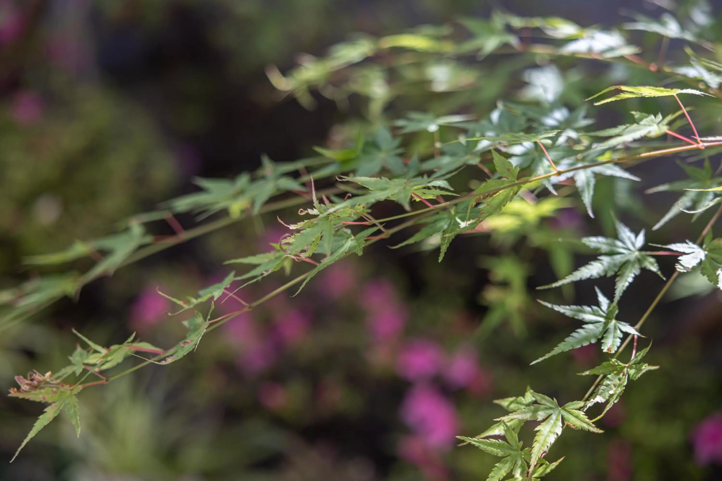 Day in Hotel Liberte Kyoto Gojo