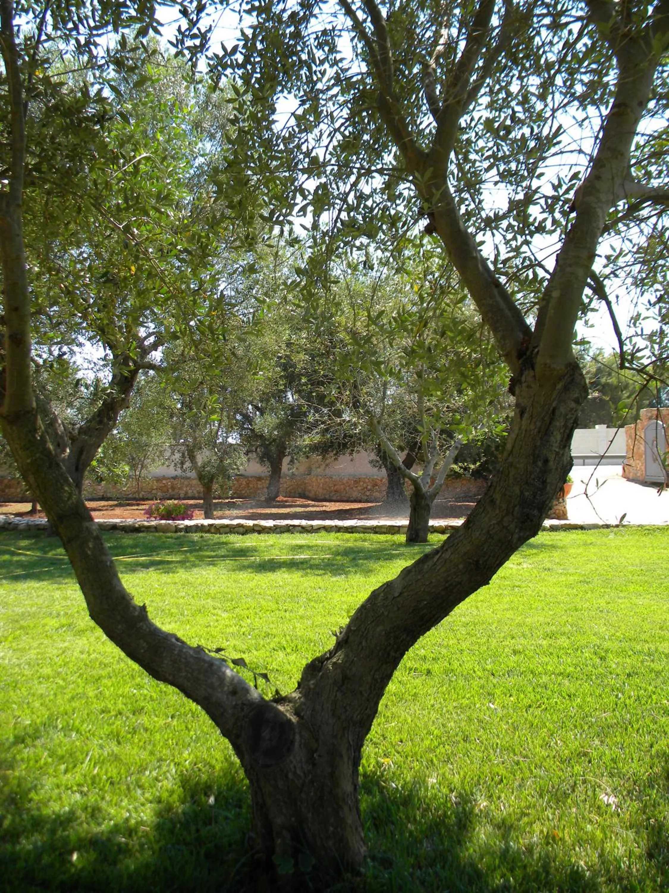 Garden in Borgo Console