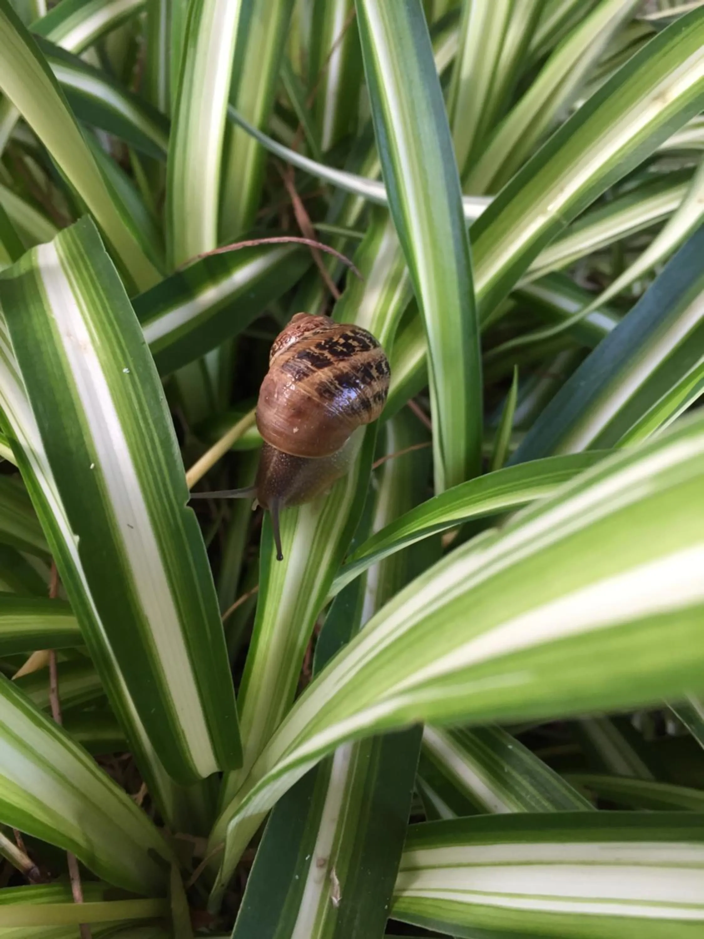Decorative detail in B&B Torrefano