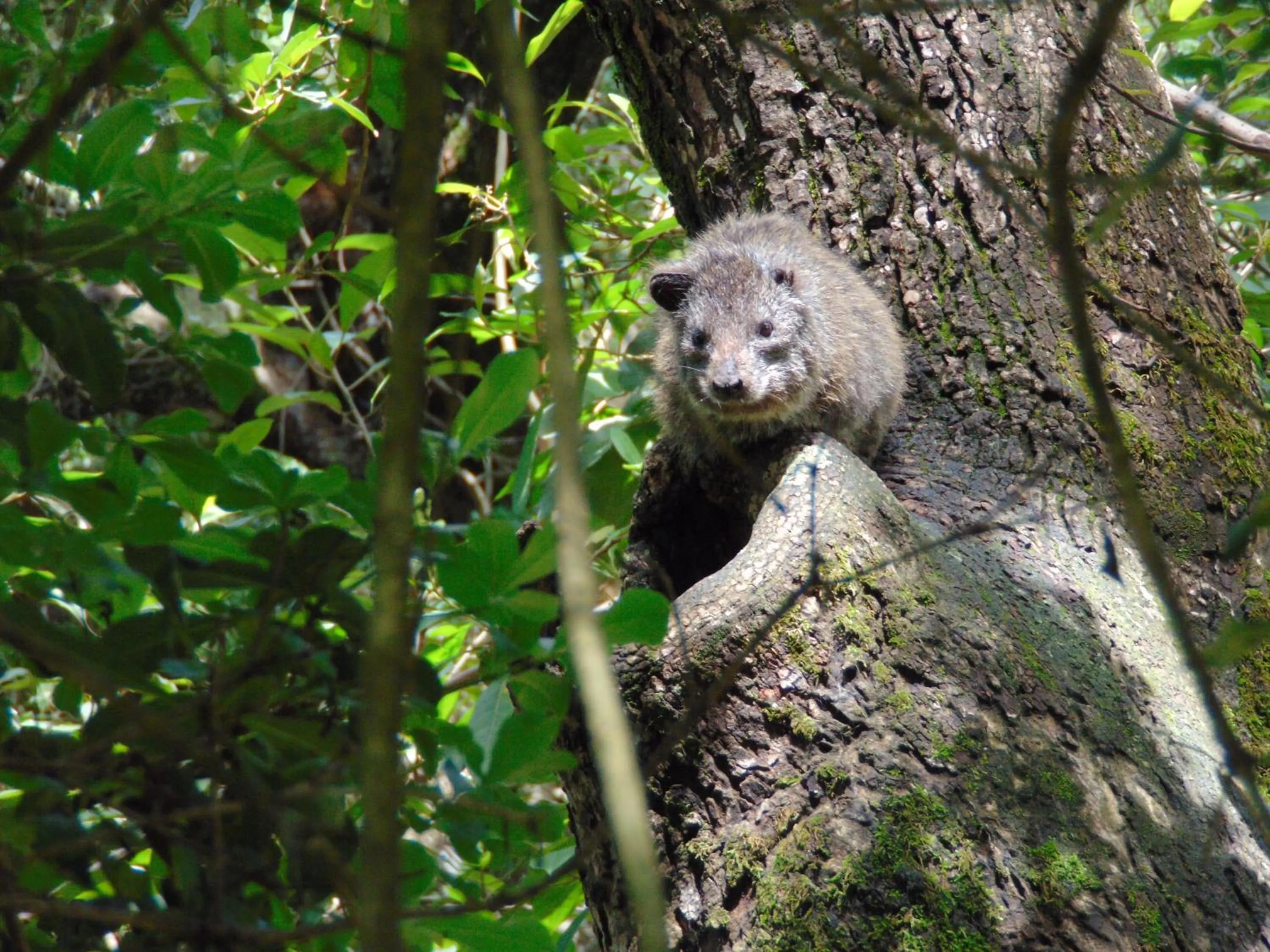 Animals in Naro Moru River Lodge