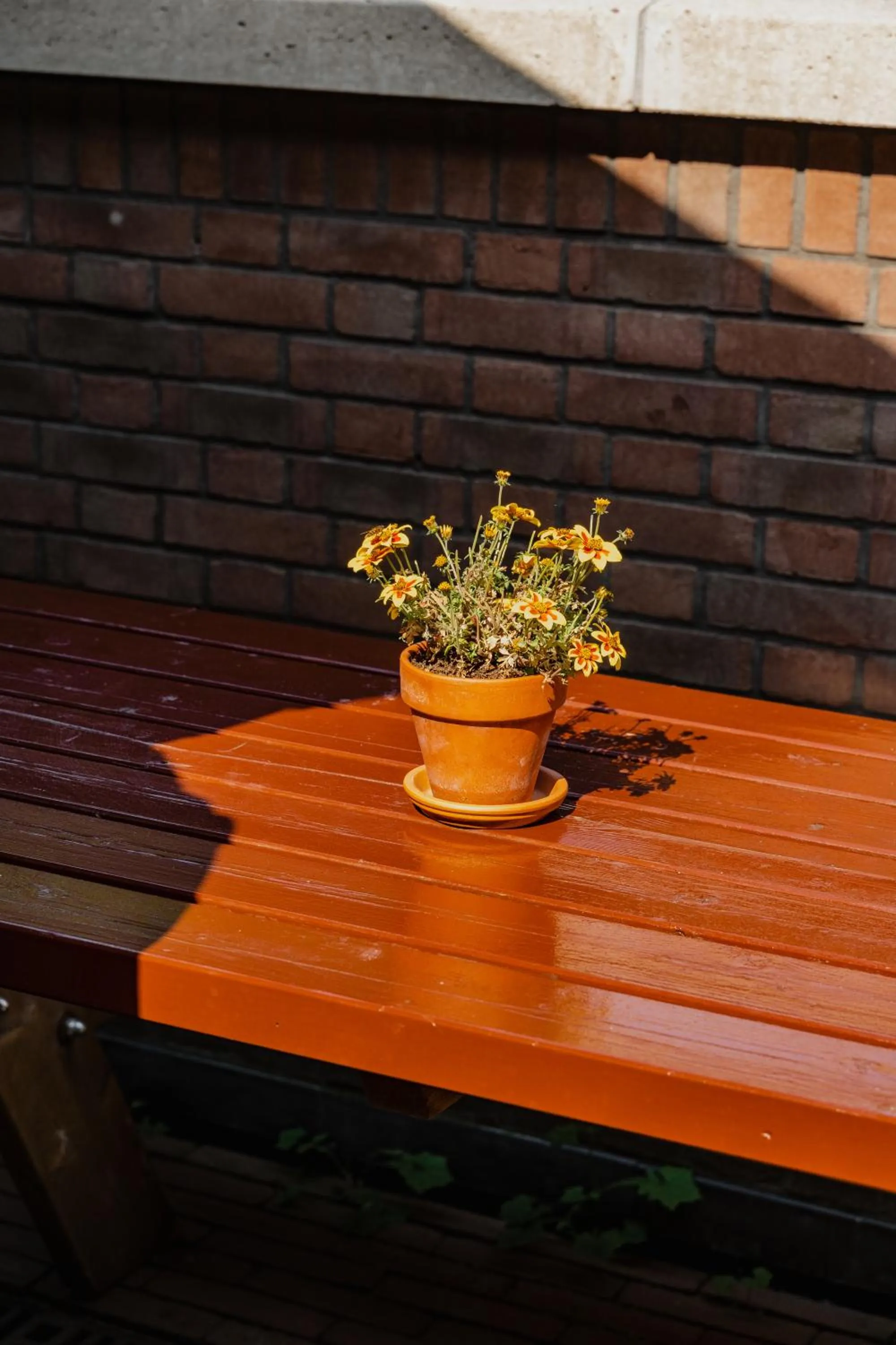 Patio in Hotel De Hallen