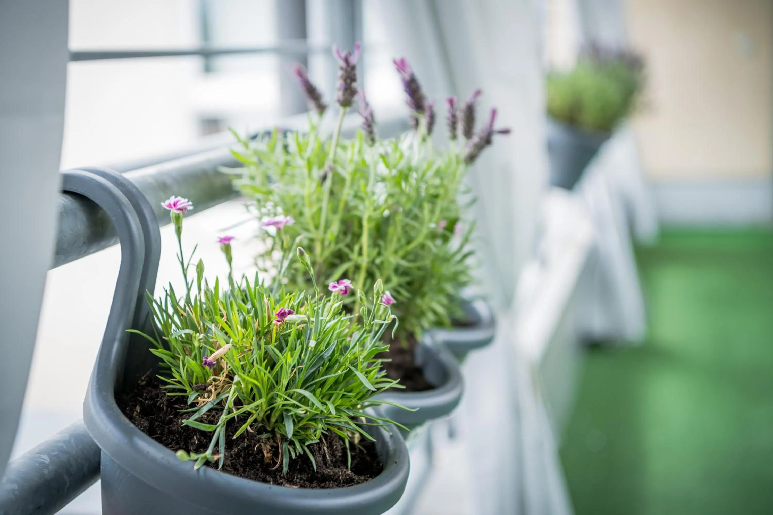 Spring in Aparthotel Alma Bonn