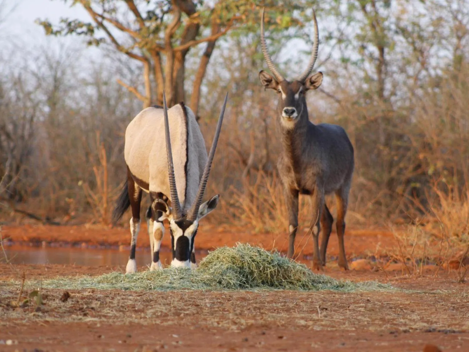Natural landscape in Kifaru Bush camp