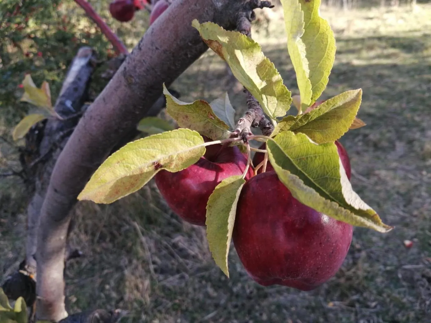Hostería de la Patagonia