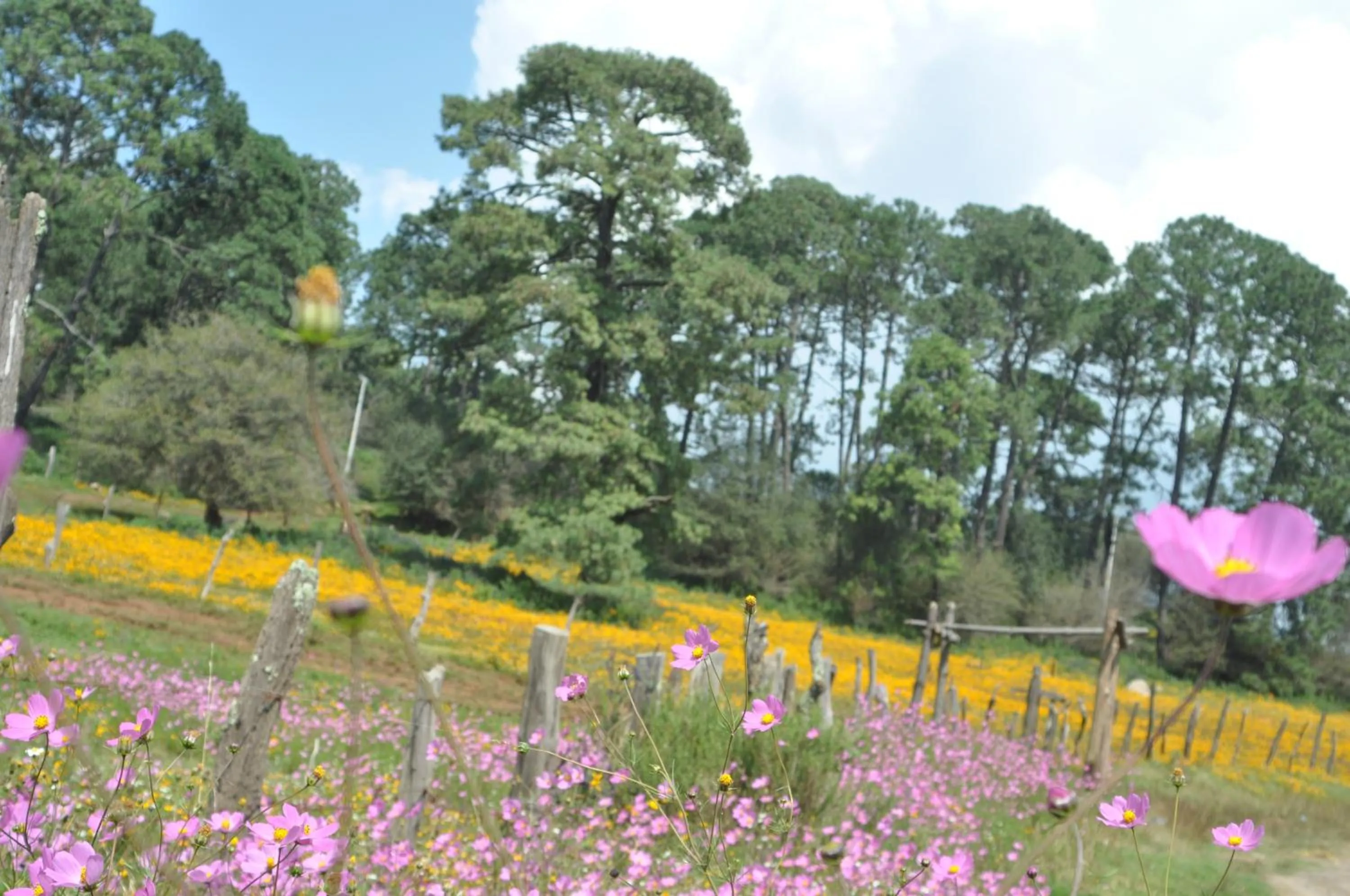 Natural landscape in Hotel La Casona